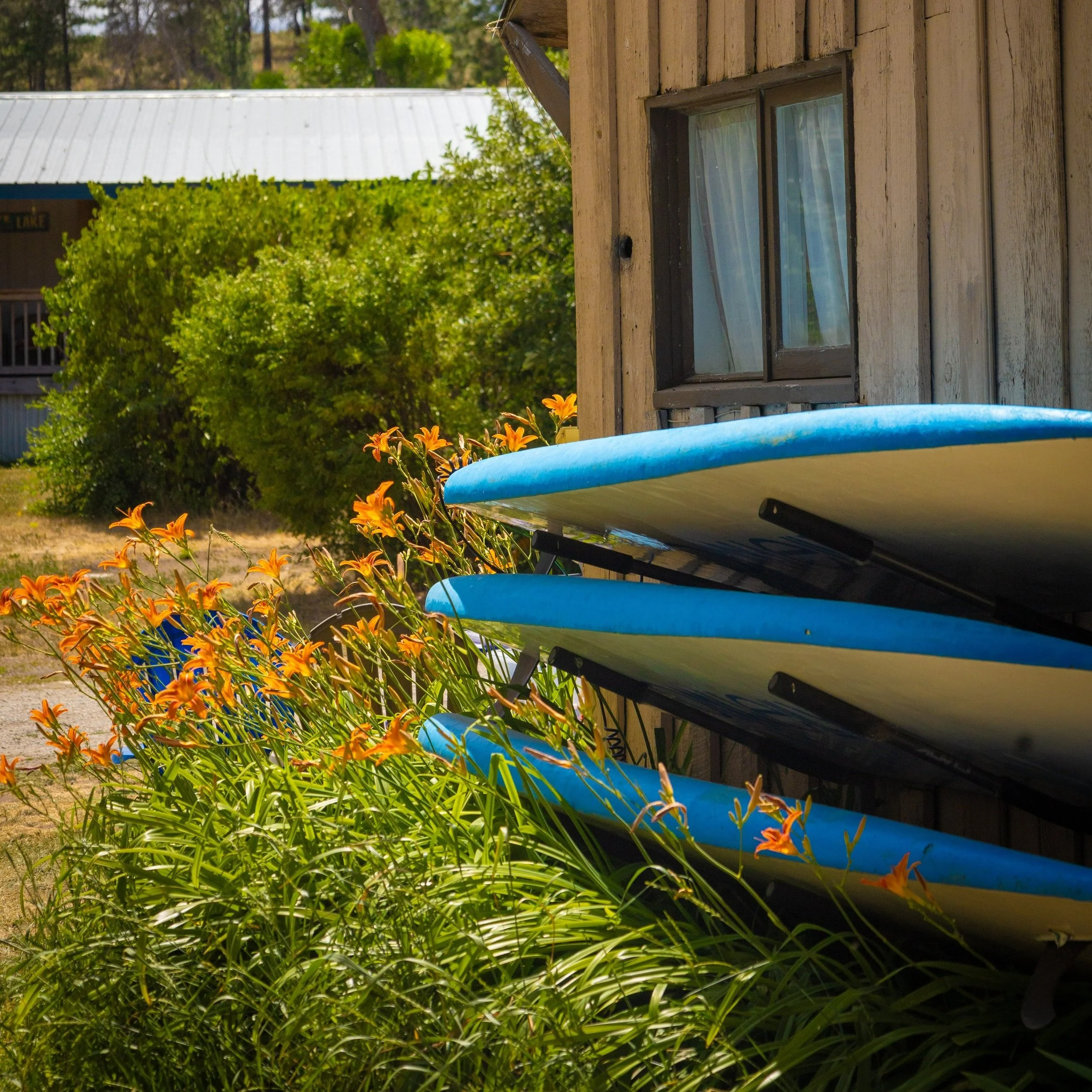 Four blue and white surfboards stacked against a wooden building, surrounded by orange lilies and green foliage.
