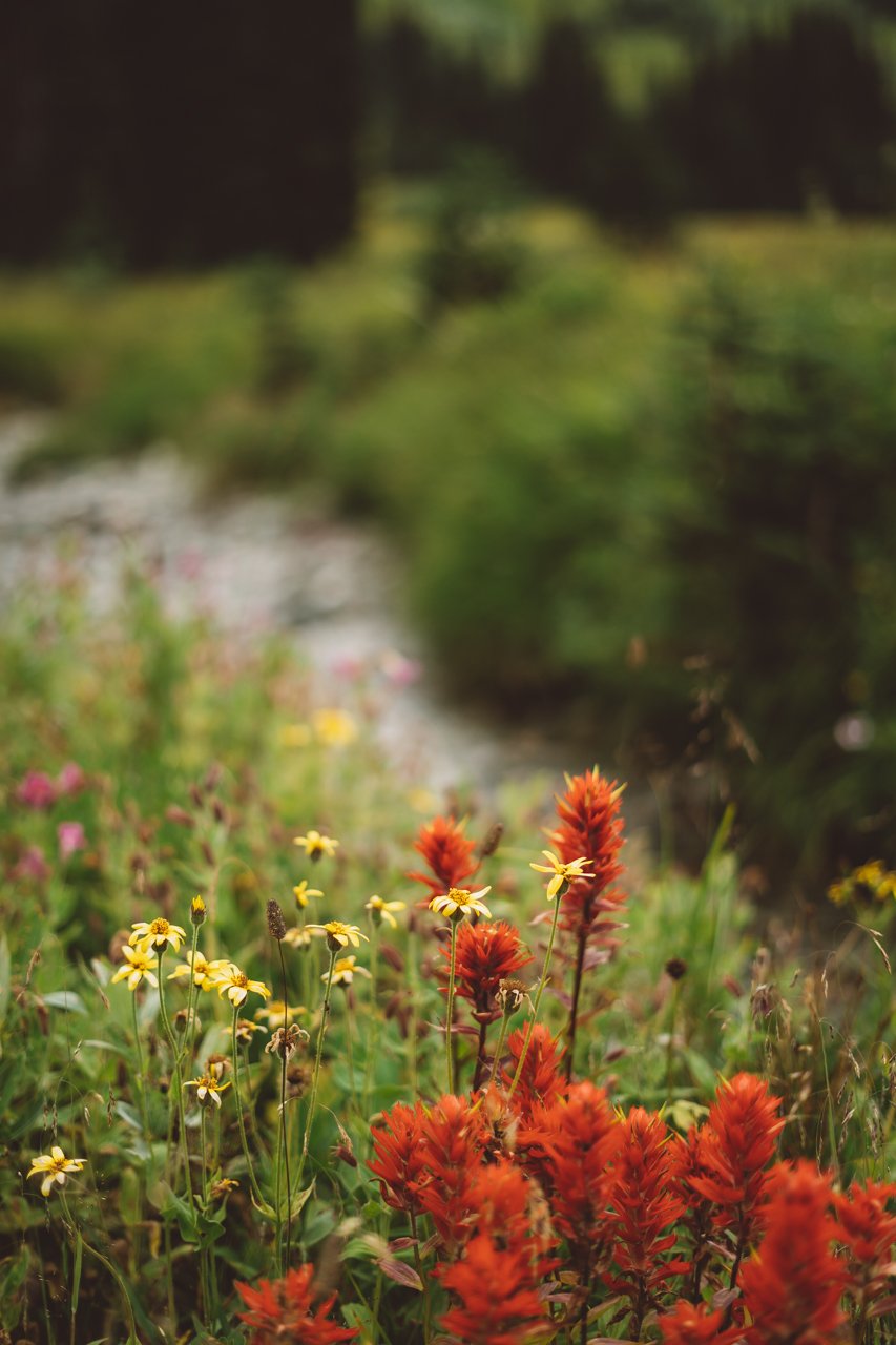 Flowers-Pemberton-Field.jpg