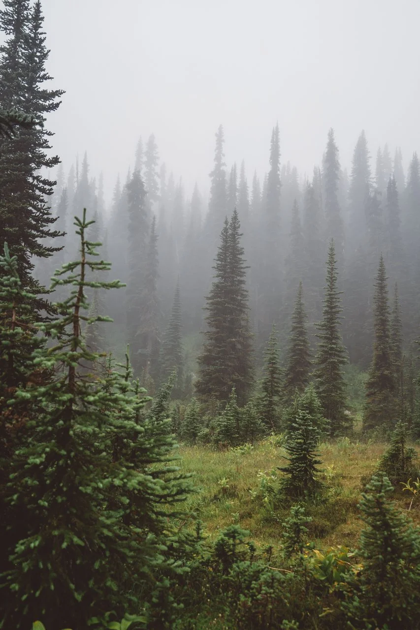 Pemberton-Tree-Forest.jpg