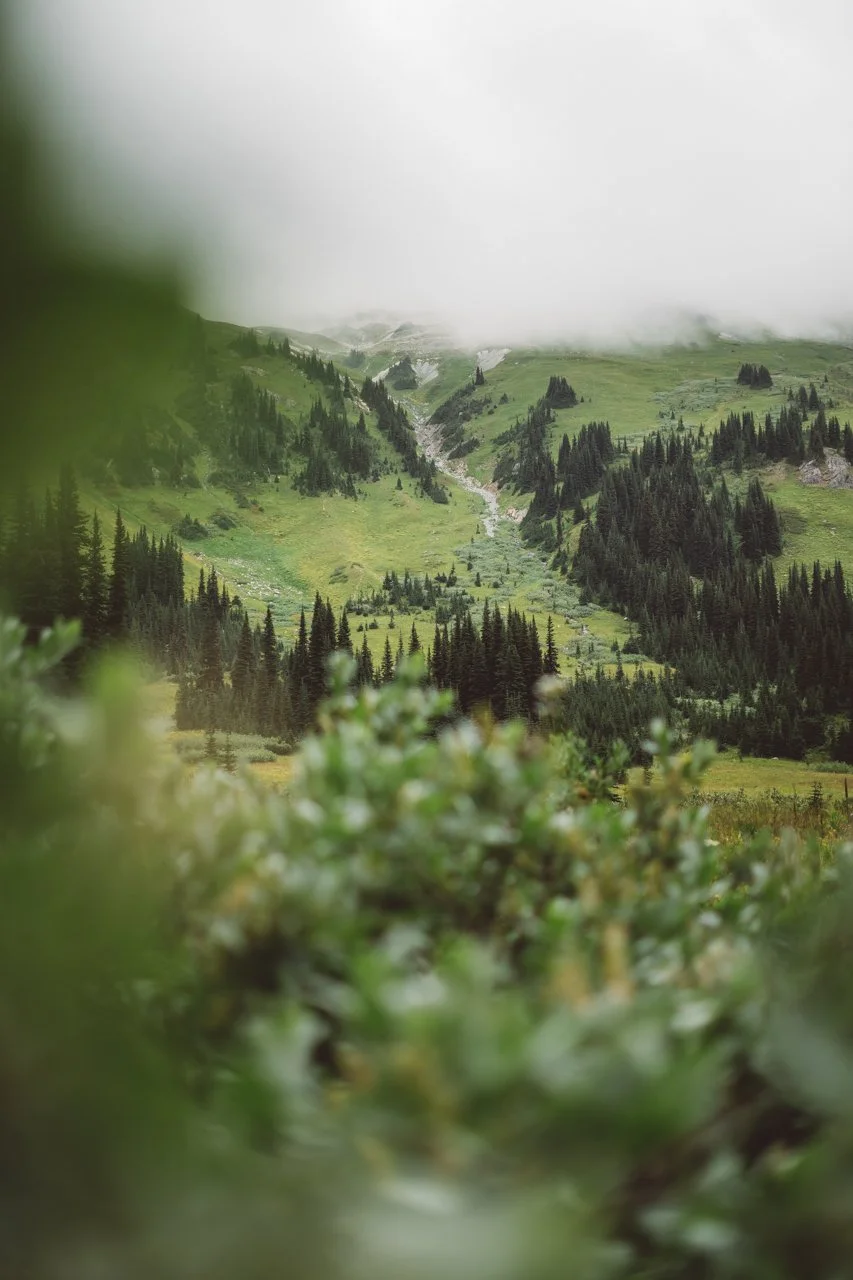 Foggy-Field-Duffy.jpg