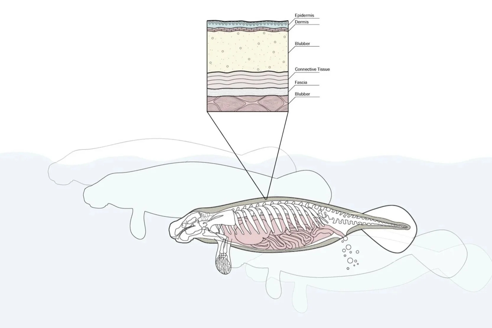 Analysis of a manatee's flotation via blubber.