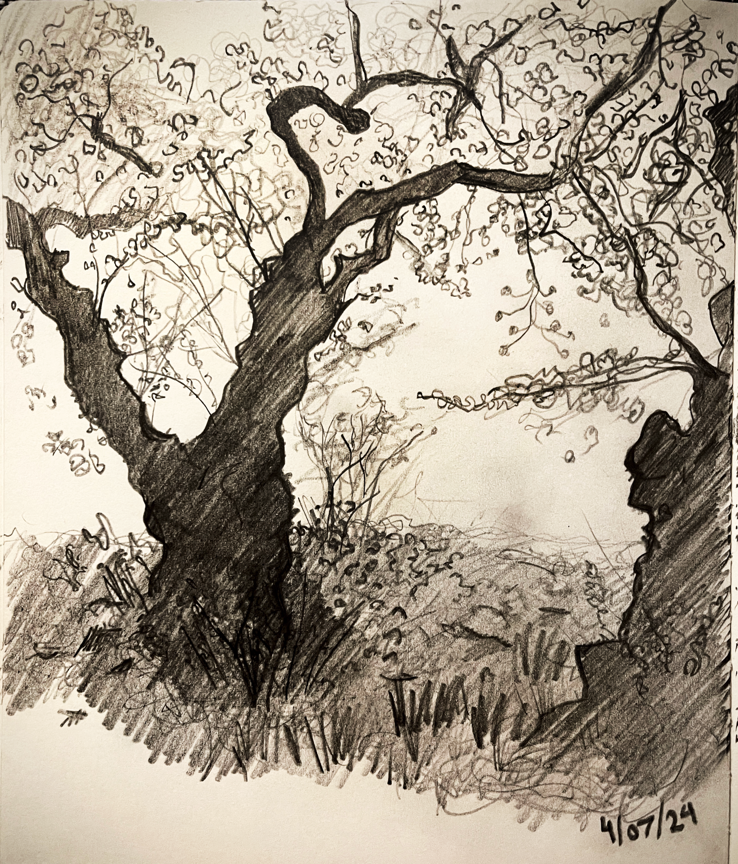 Central Park_cherry blossom study_2024.png