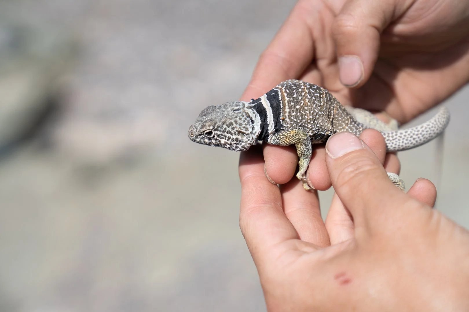 FieldTrip2023 - collared_lizard-04374.jpg