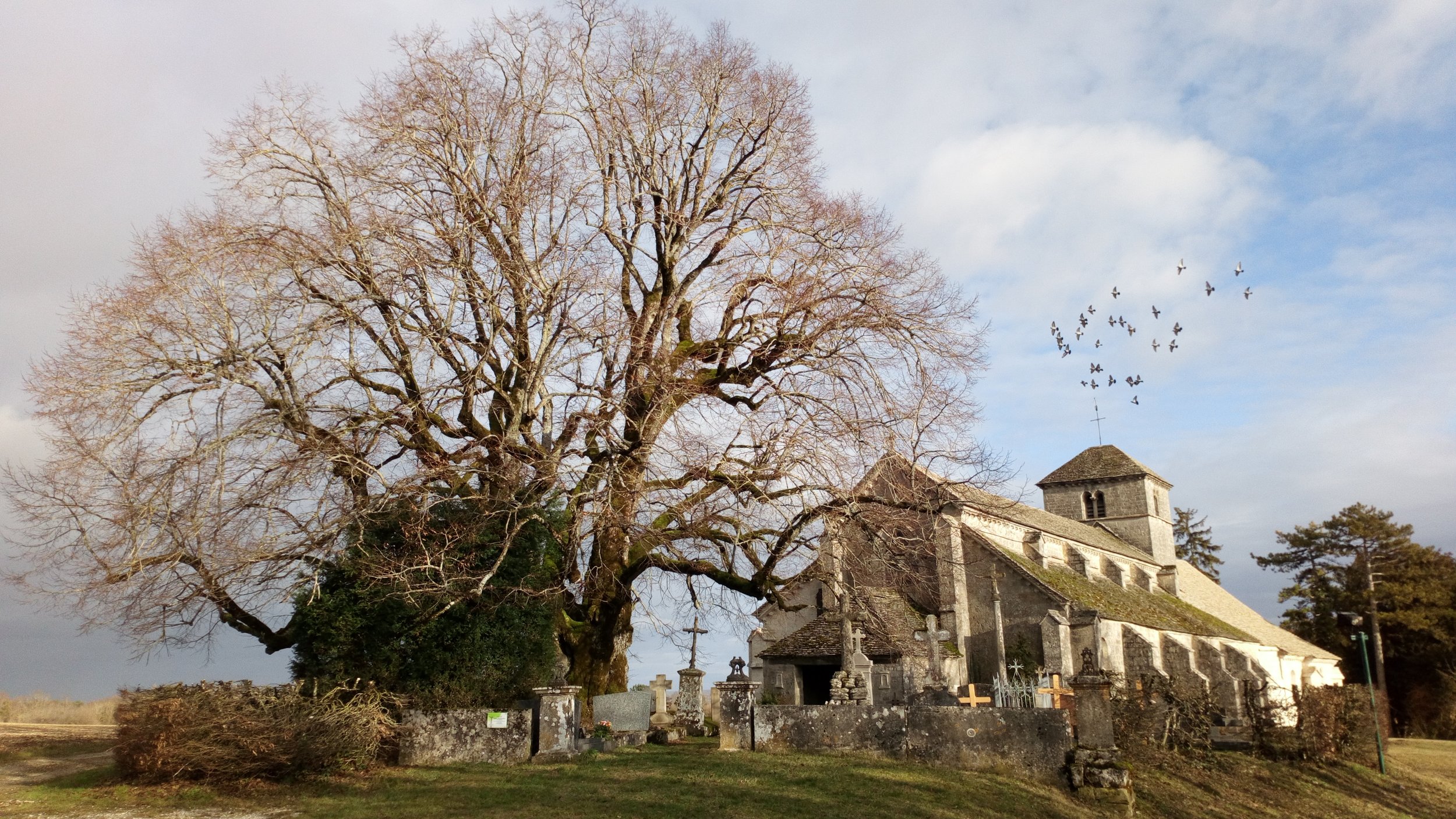 Arbre "Sully", à Aubigny