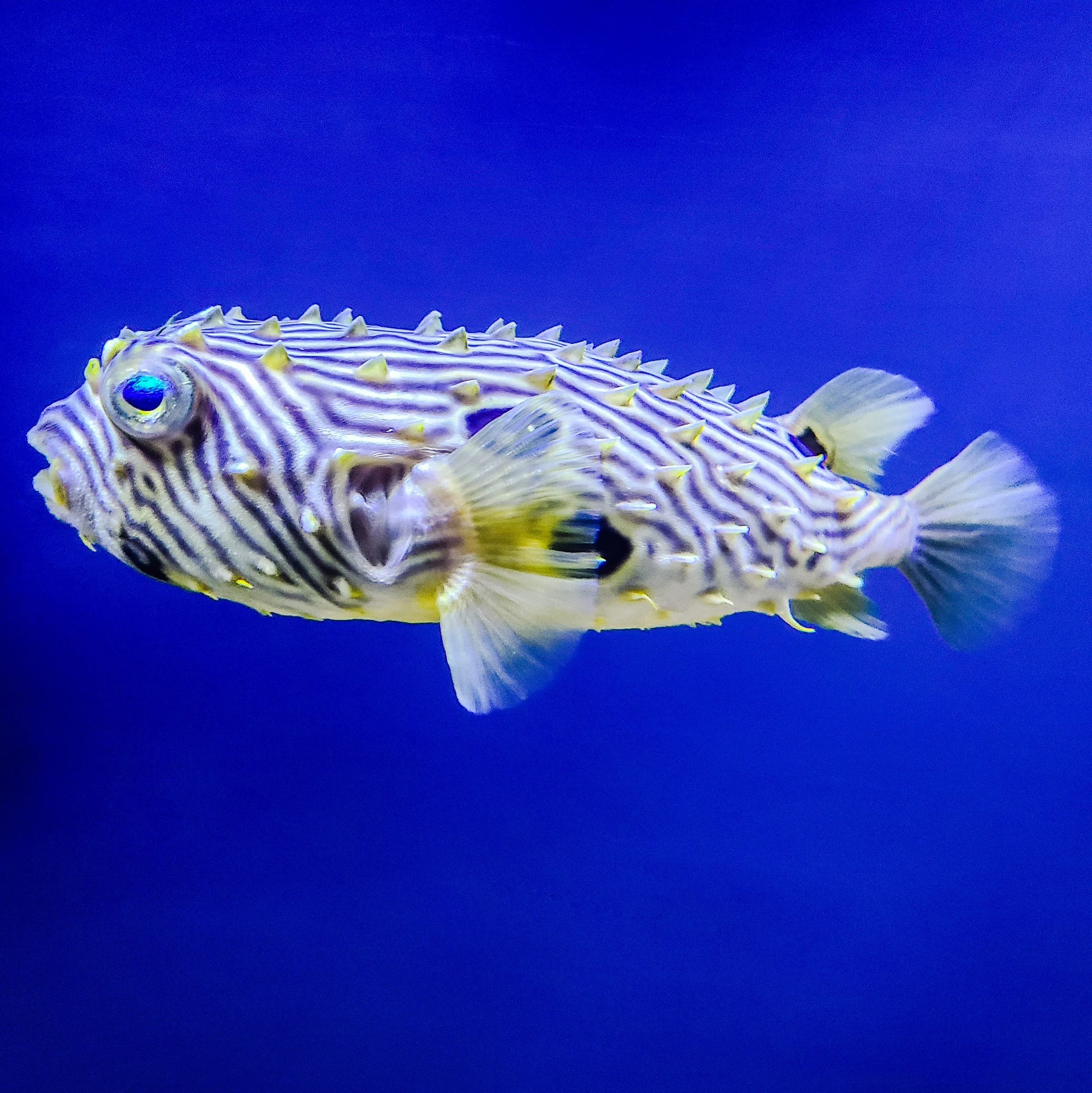 Classes — Glen Echo Park Aquarium