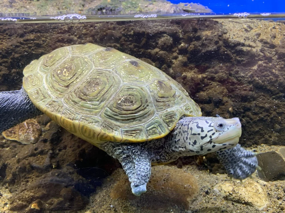 Glen Echo Park Aquarium