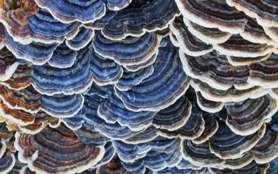 Colorful Turkey Tail functional mushroom
