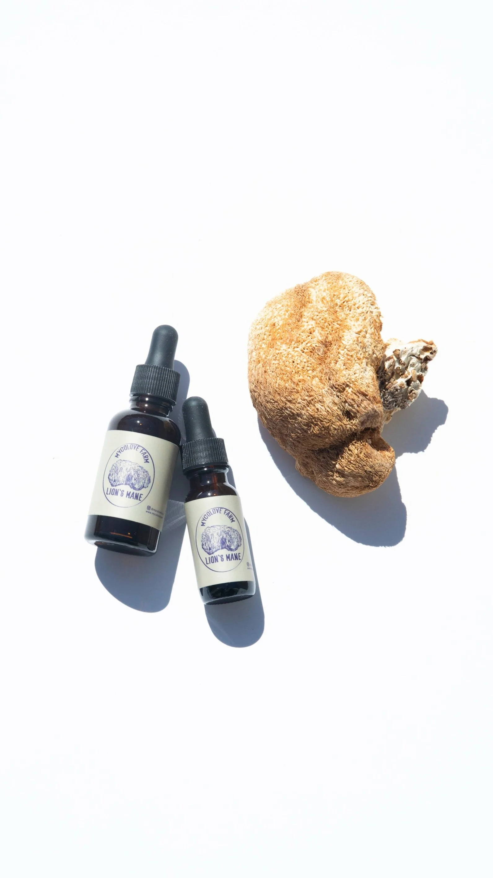 Lion's Mane Tincture — MyCoLove Farm