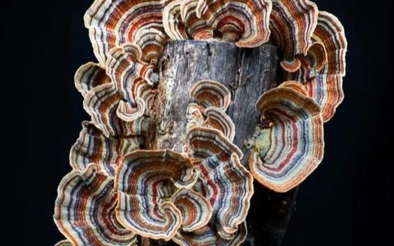 Turkey Tail functional mushroom on wood