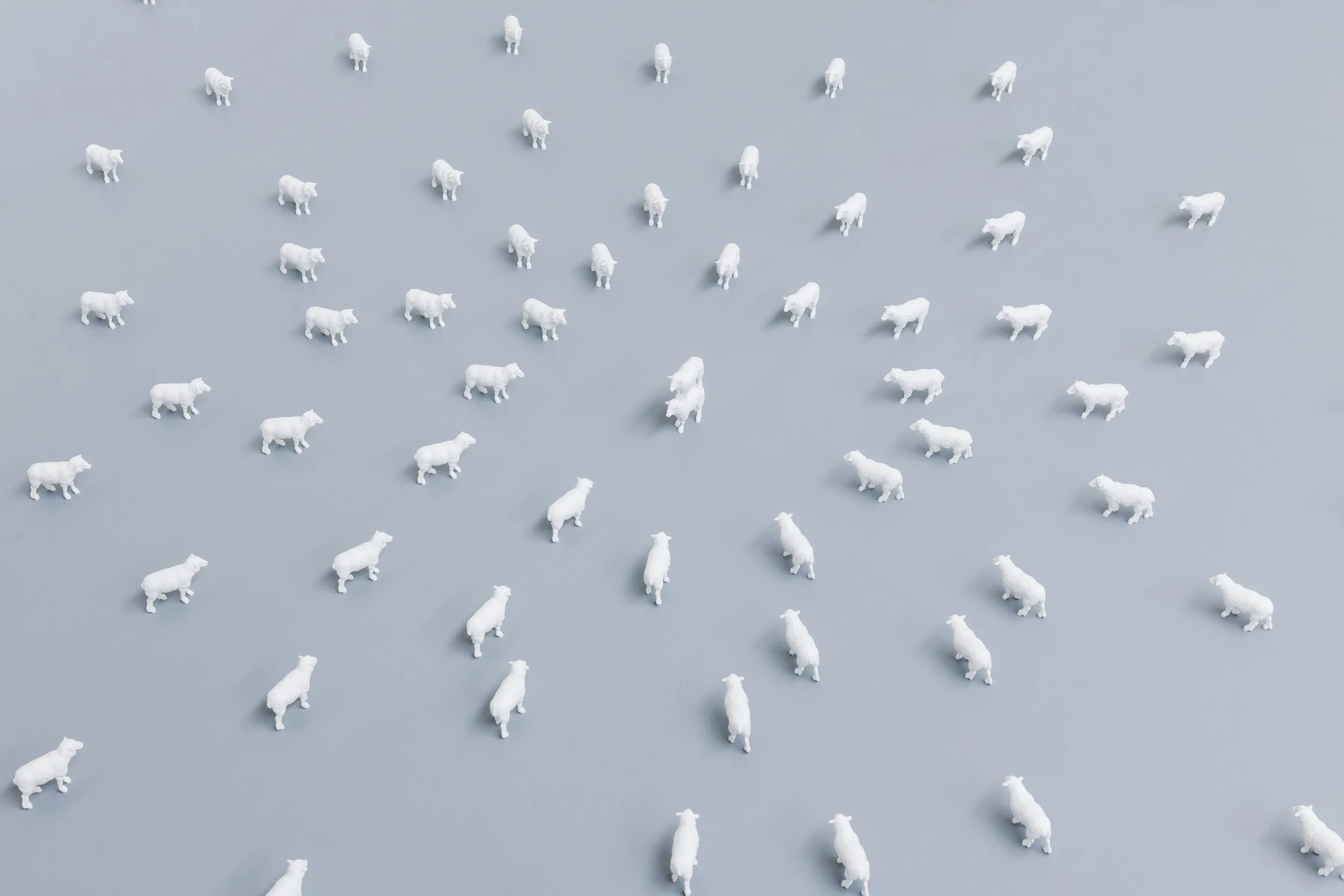 SHEEP ENTERTAINMENT (2012) - 102 toy sheep