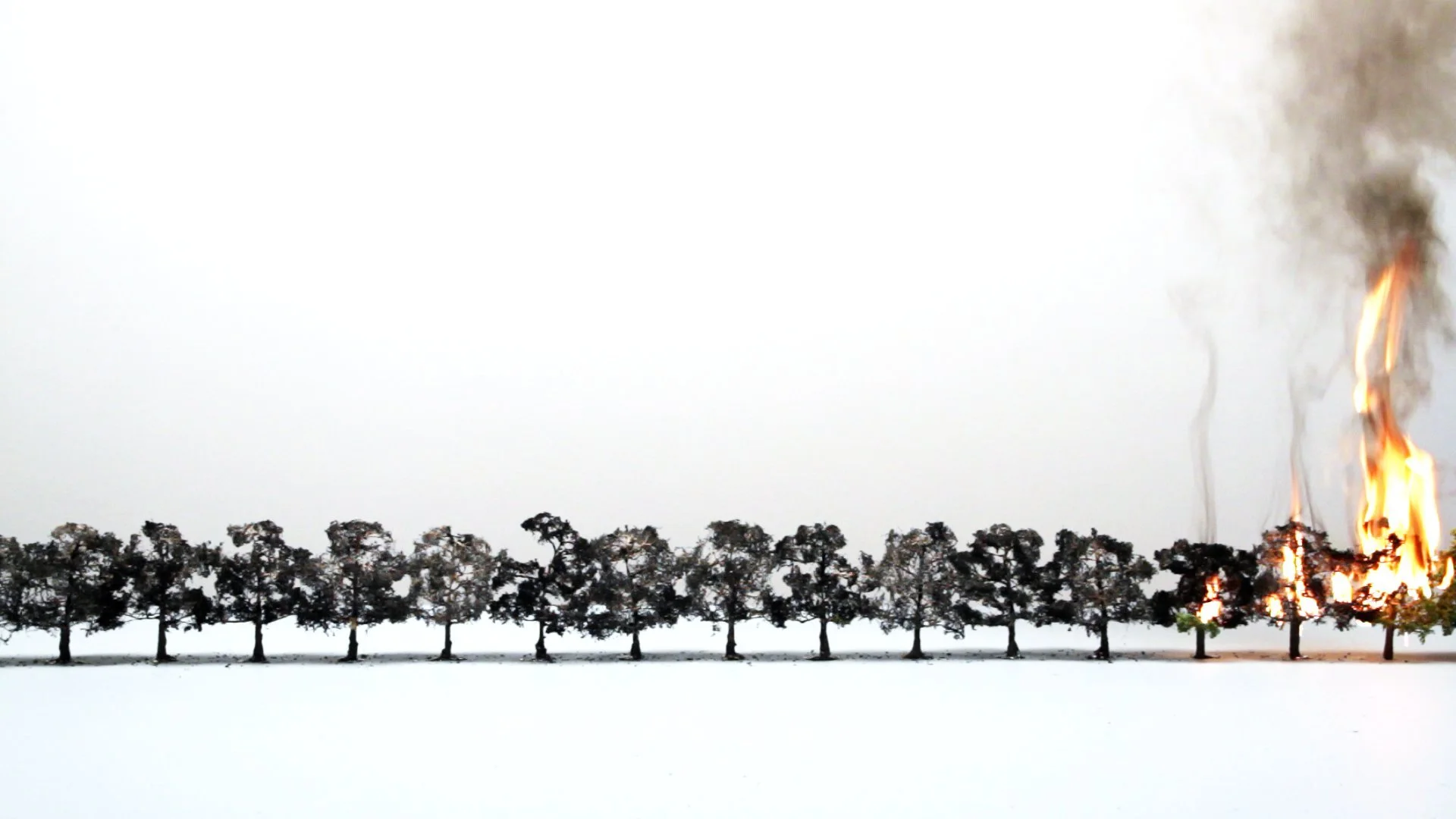 16trees_1.jpg