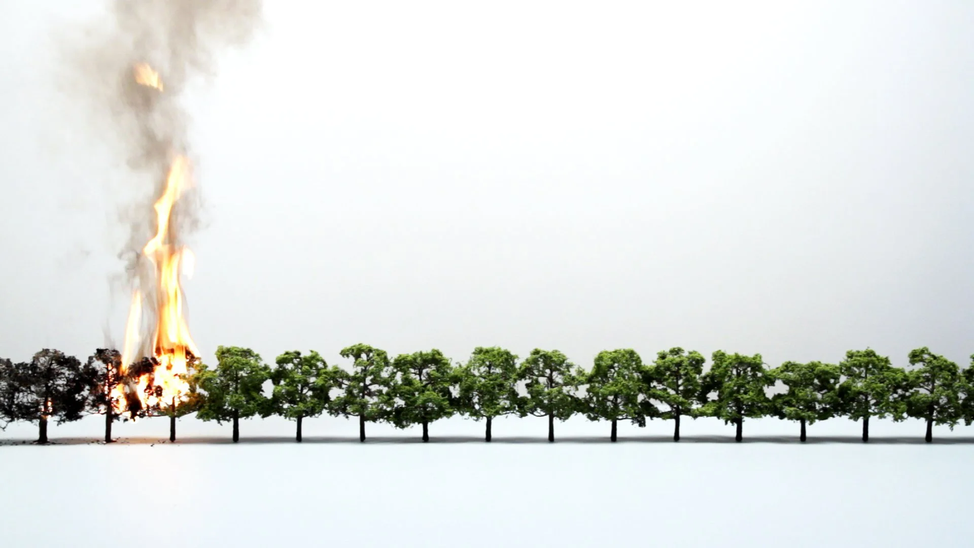 4trees_1.jpg