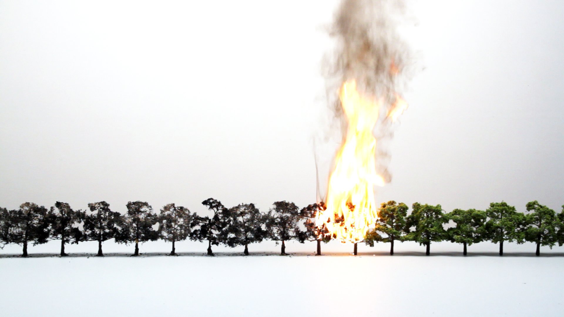 11trees_1.jpg
