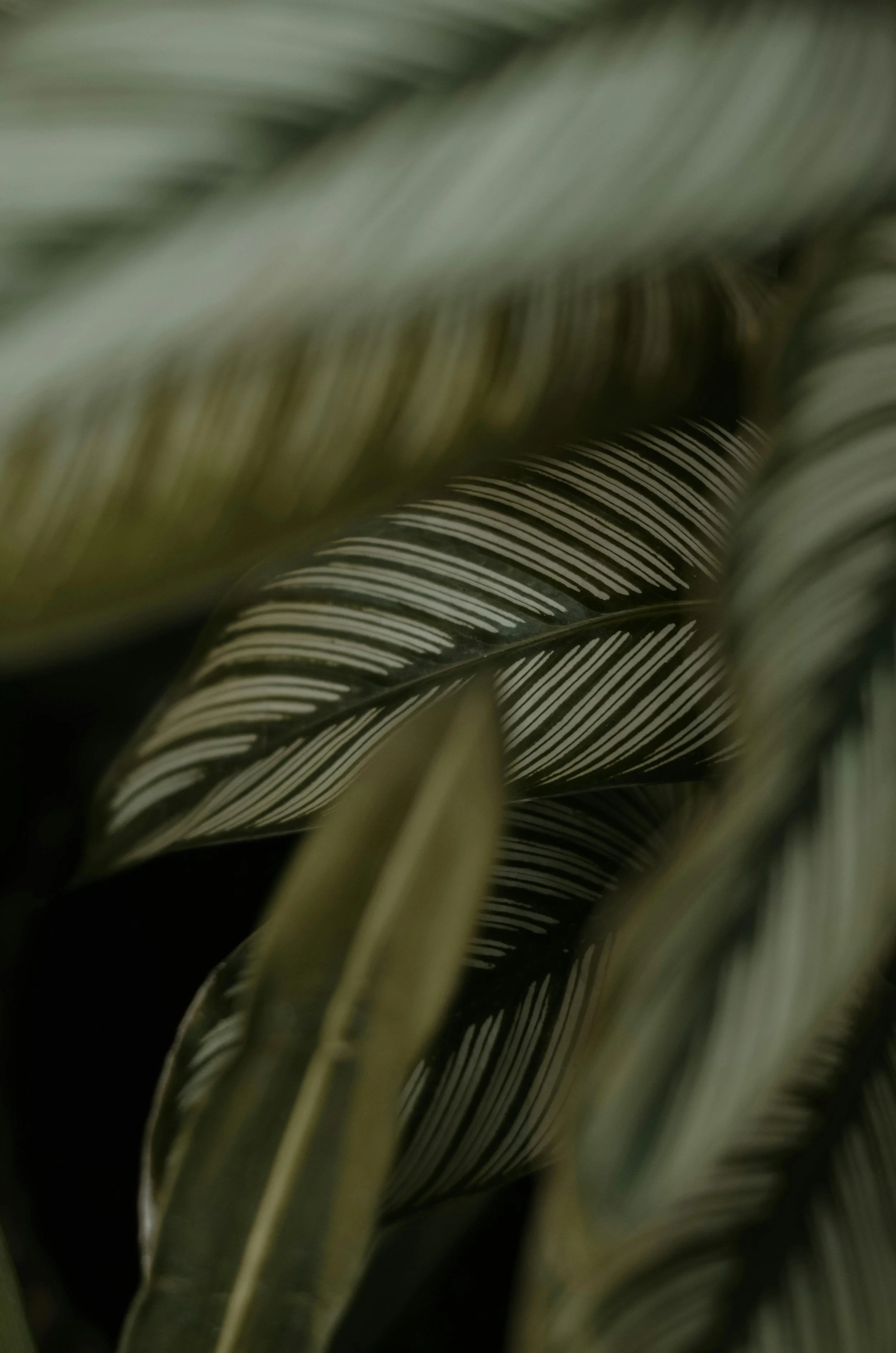 Close-up of various leaves with striped and broad patterns, some overlapping each other.