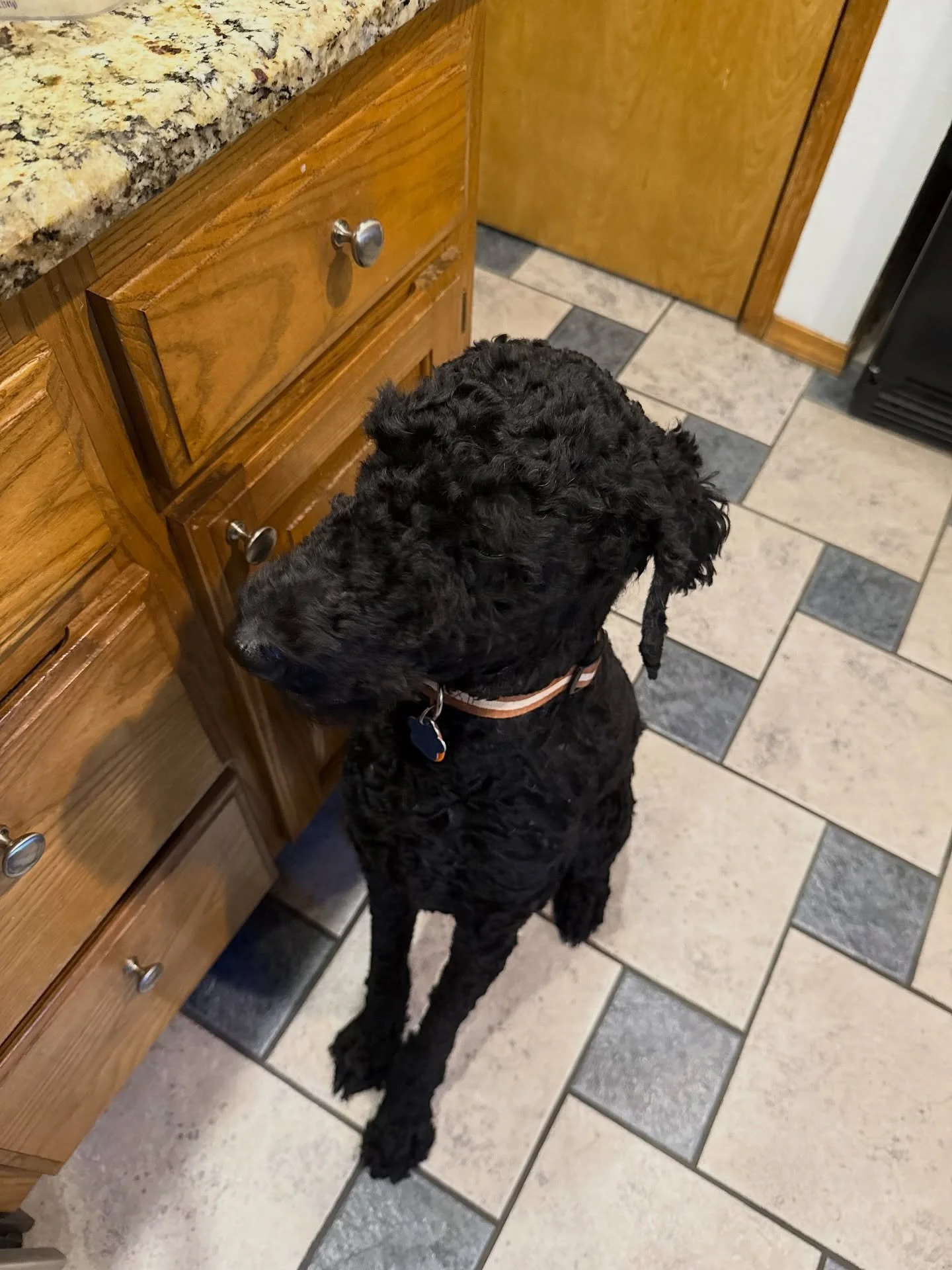 My sous chef is very focused on whether or not I will drop anything. Always watching for the slightest mistake to keep me honest.