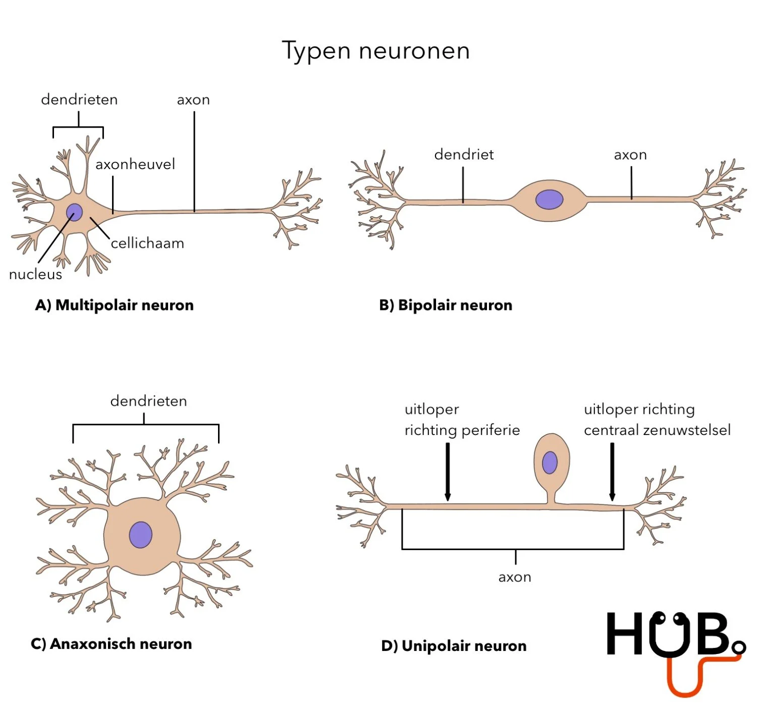 De Typen Neuronen En Hun Functies – UVKJJ