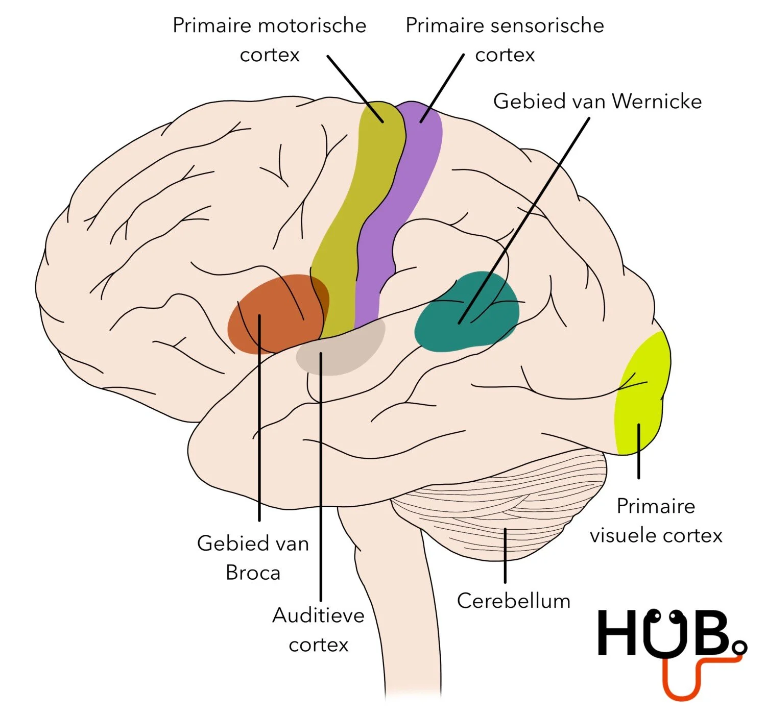 Anatomie Hersenen Geneeskundehub Anatomie Hersenen Geneeskundehub