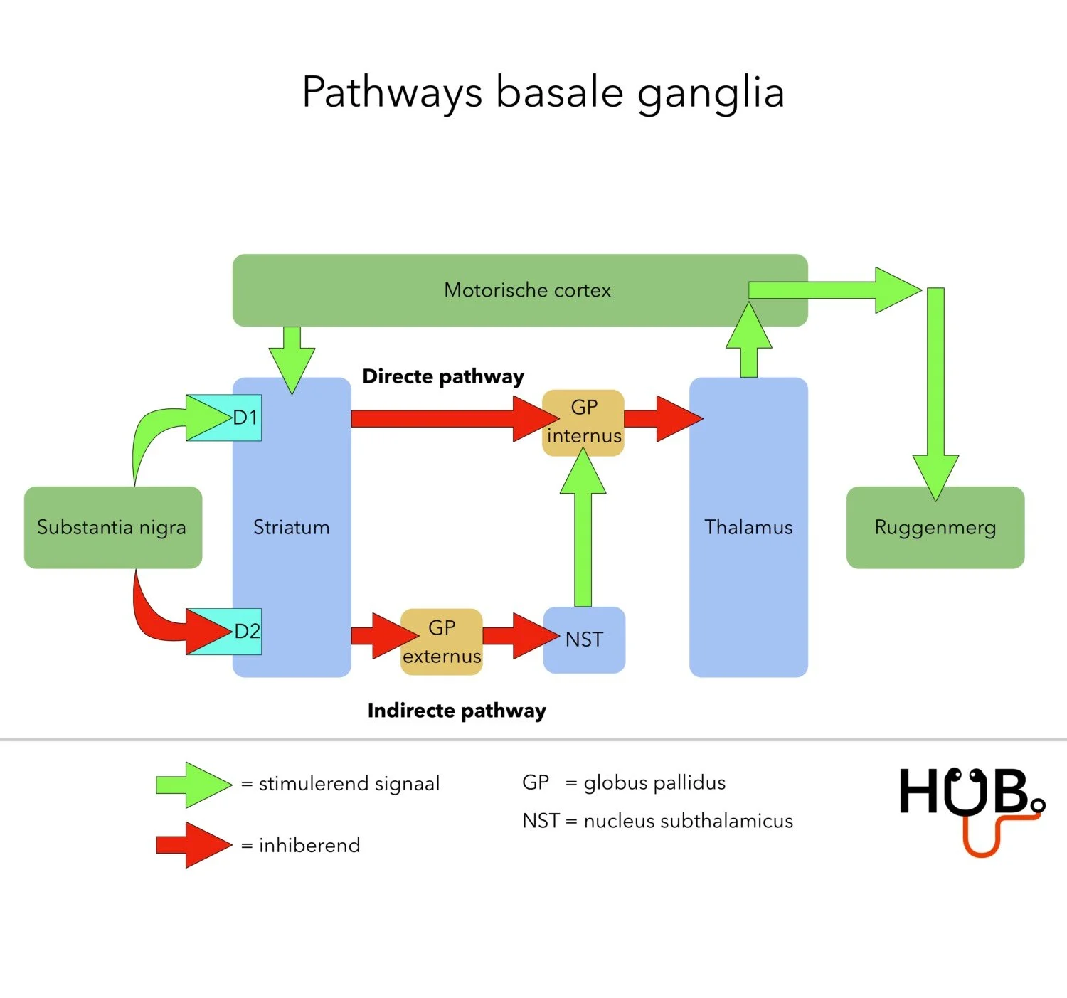 Anatomie hersenen — Geneeskundehub
