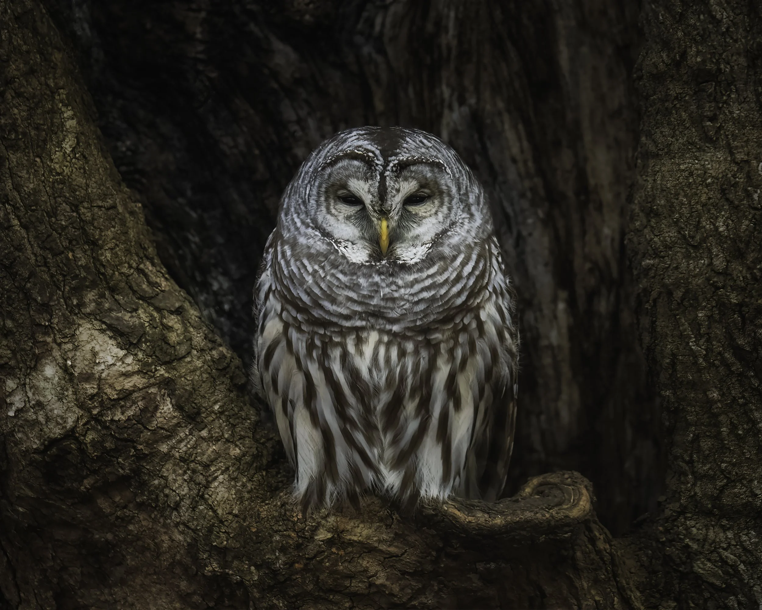 Barred Owl.jpg