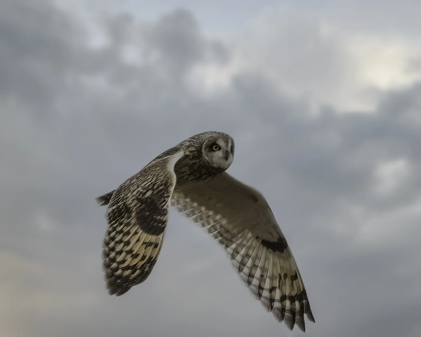 Short-Eared Owl.jpg
