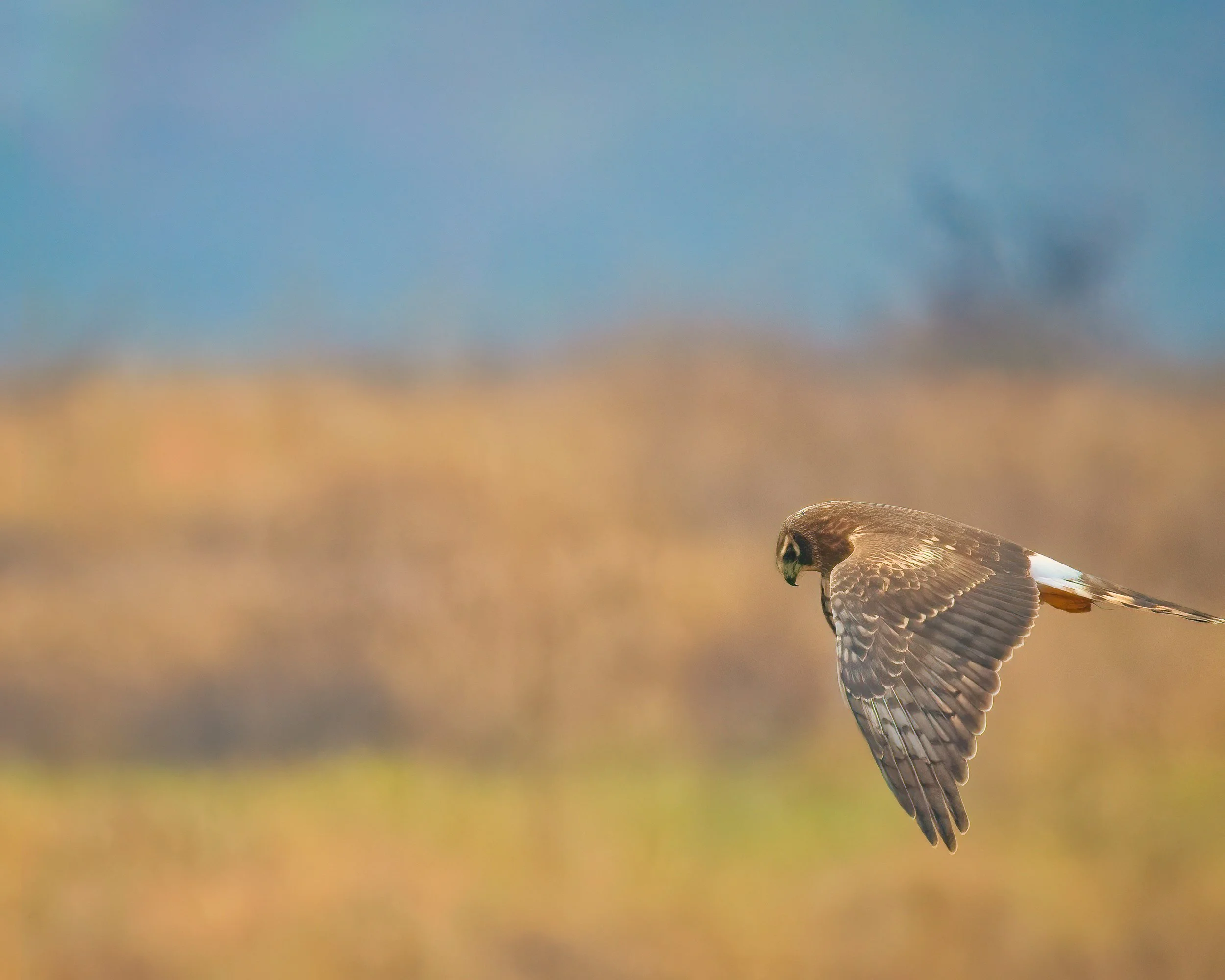 Northern Harrier.jpg