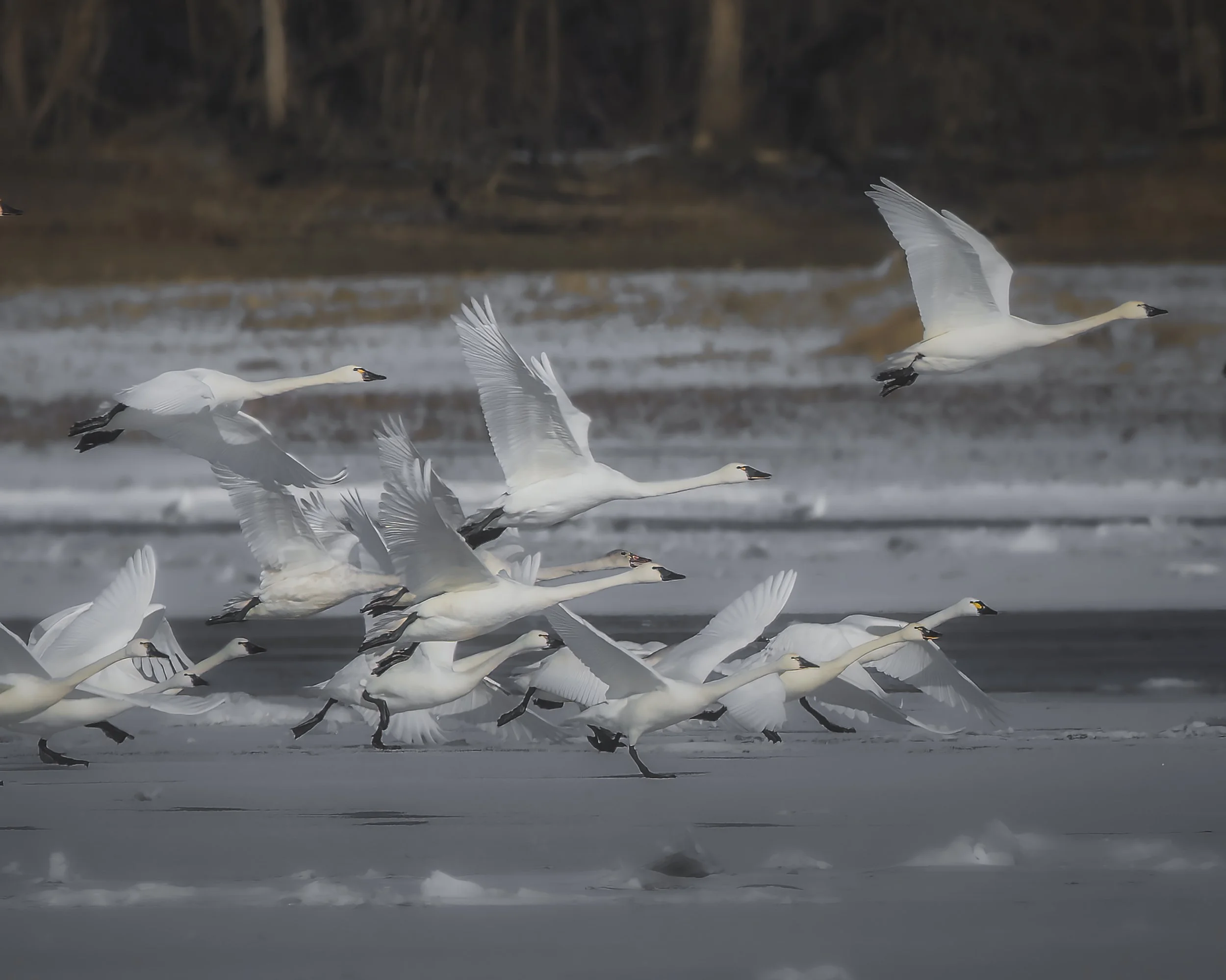Chaos of the Tundra.jpg