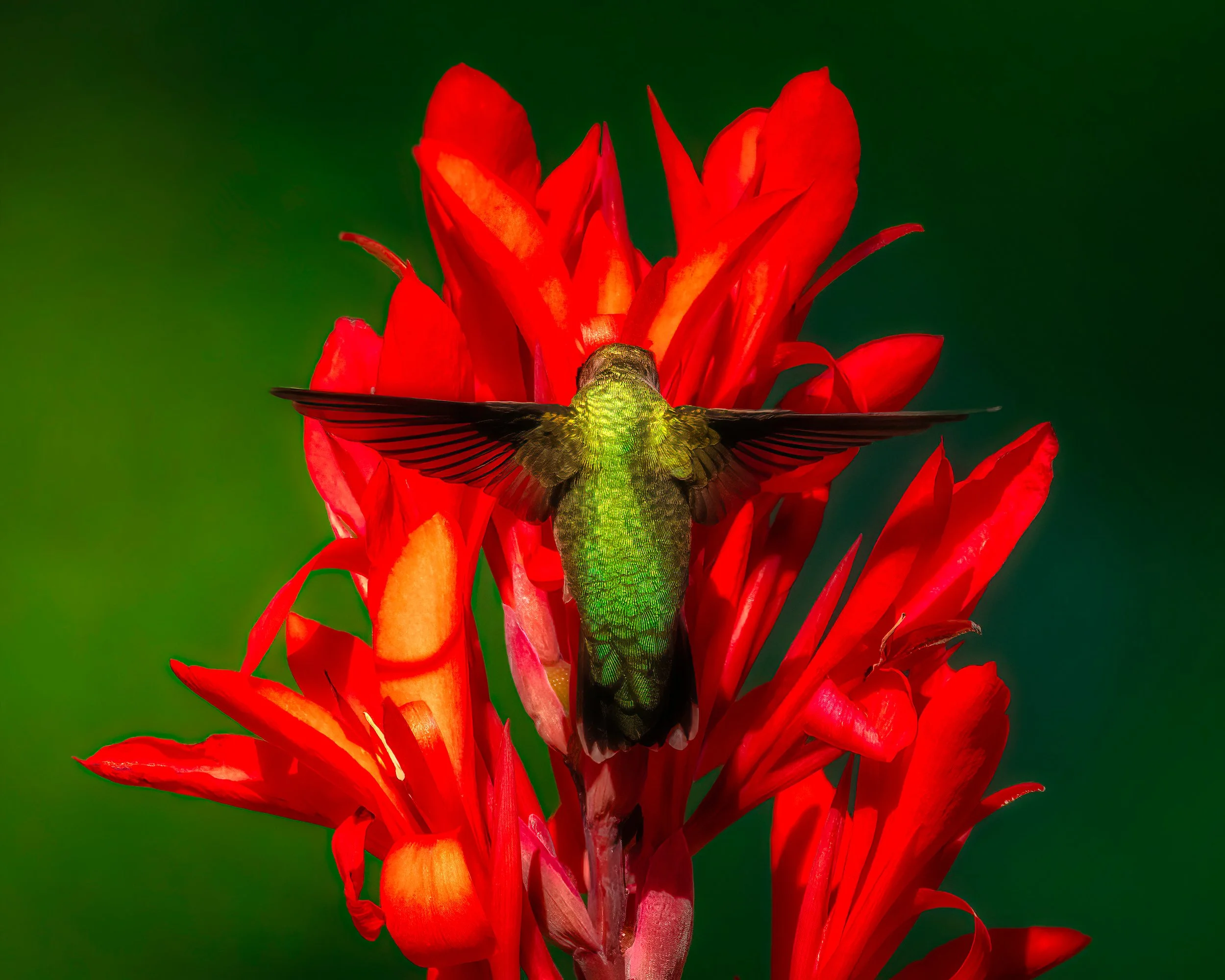 Hummingbird Final.jpg