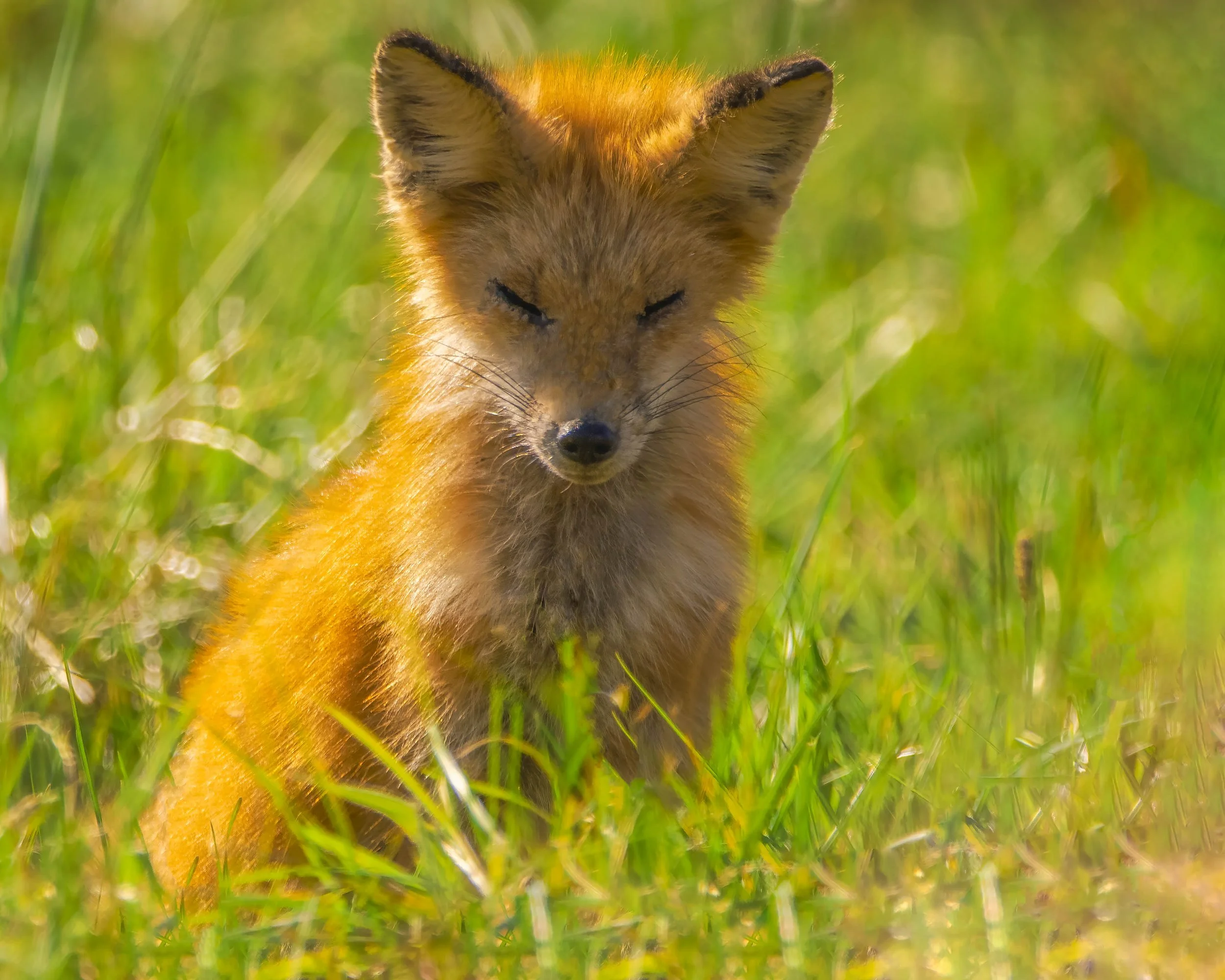 Red Fox-Edit.jpg
