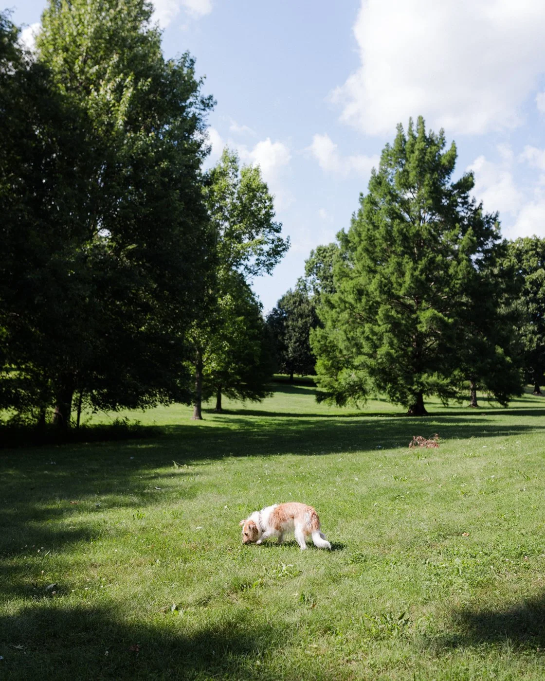Dinah in Bryan Park a couple weeks ago, a real sweetheart.