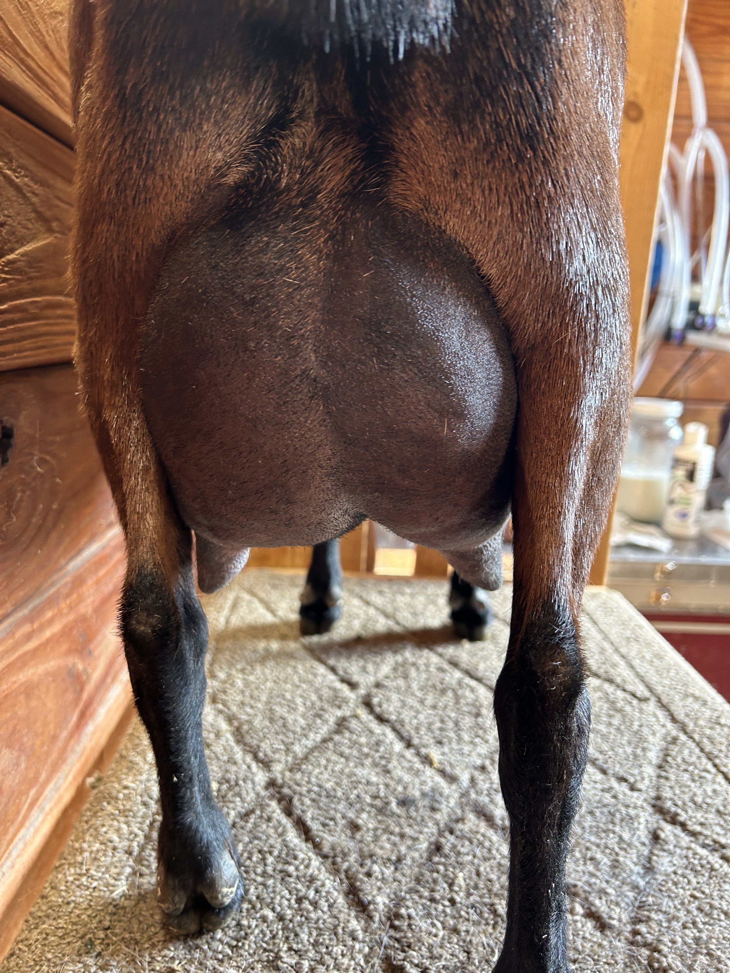Udder