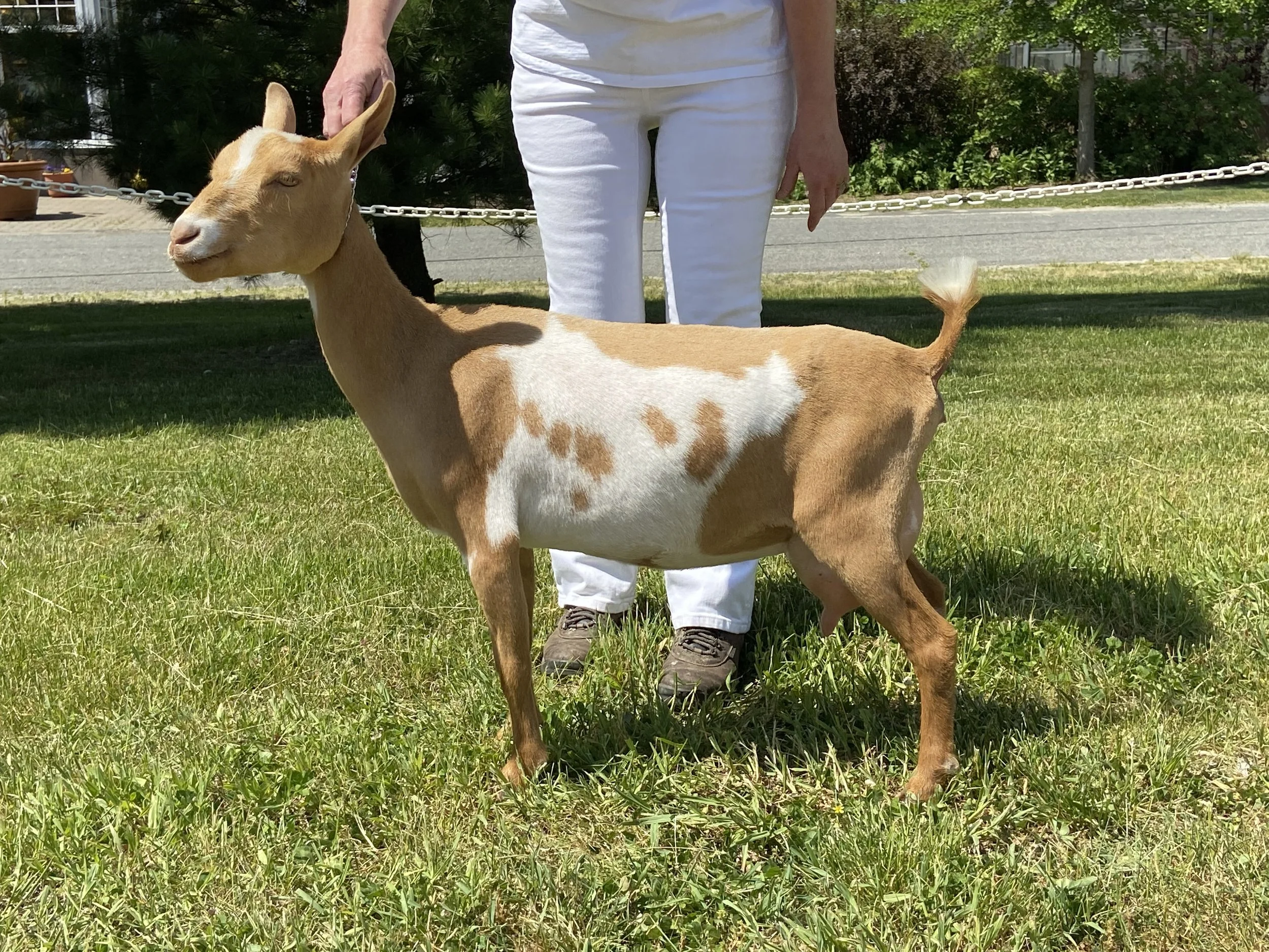 GOLDIE JPG BODY.jpg