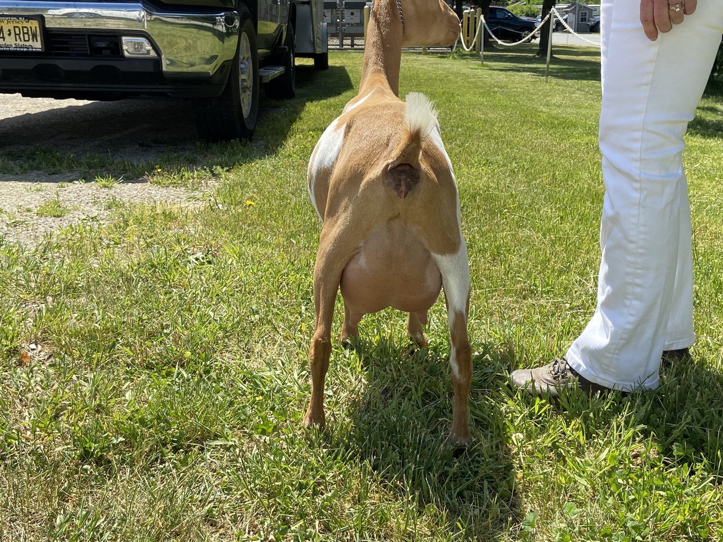 goldie udder.jpg