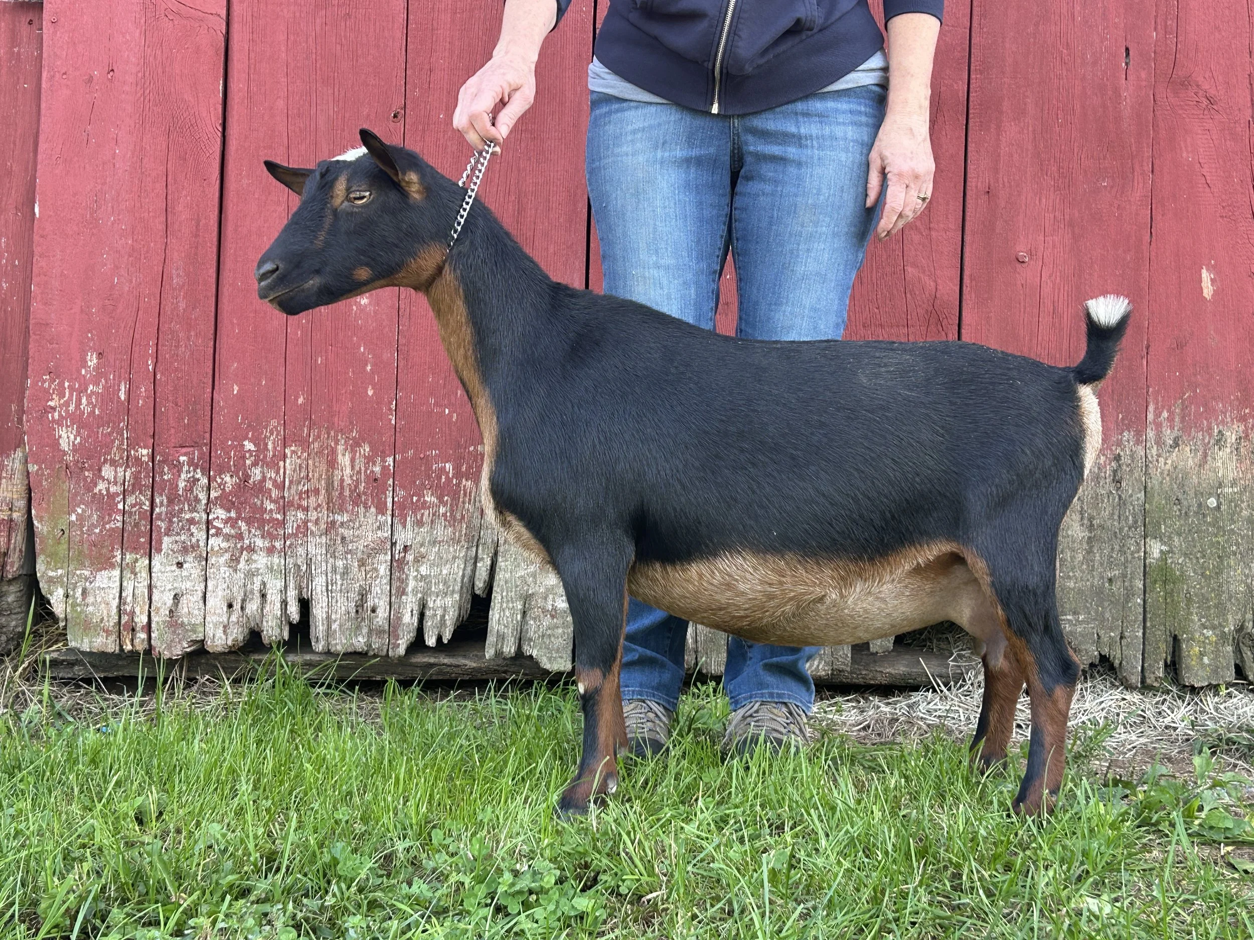 Bella, milked out, 2yrs old