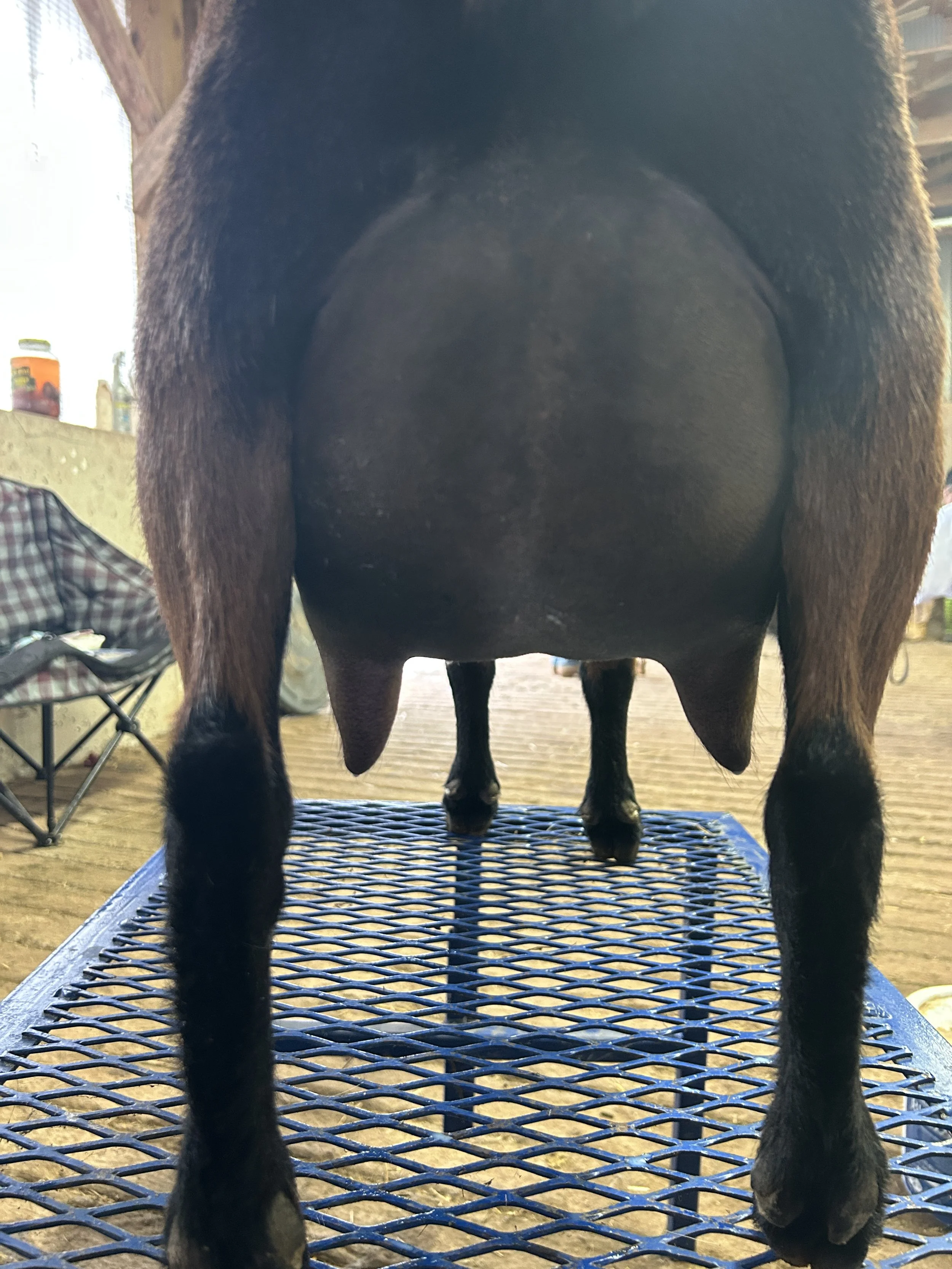 Vanya, 5 yrs old, 4F