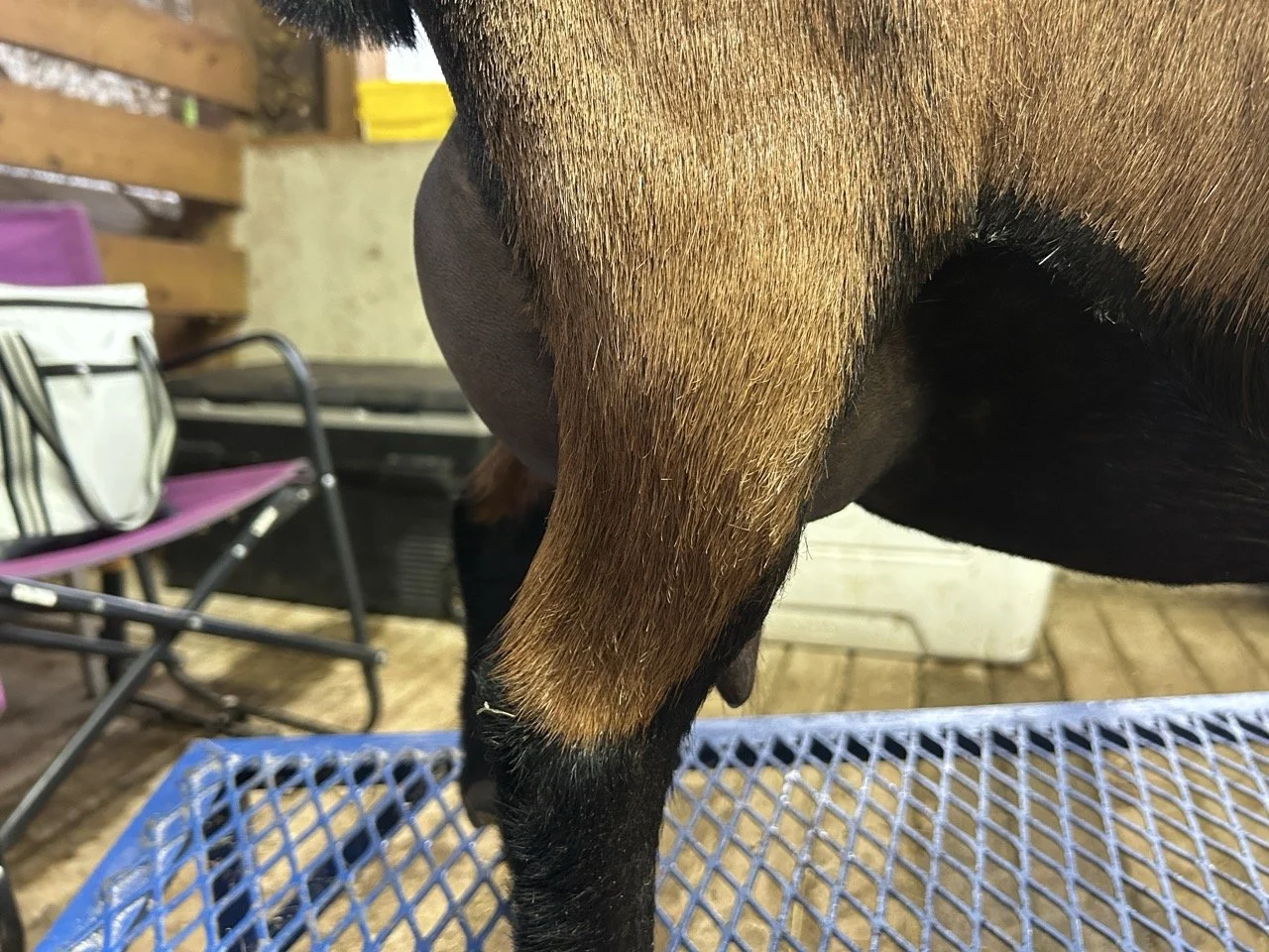 Vanya, 5 yrs old, 4F
