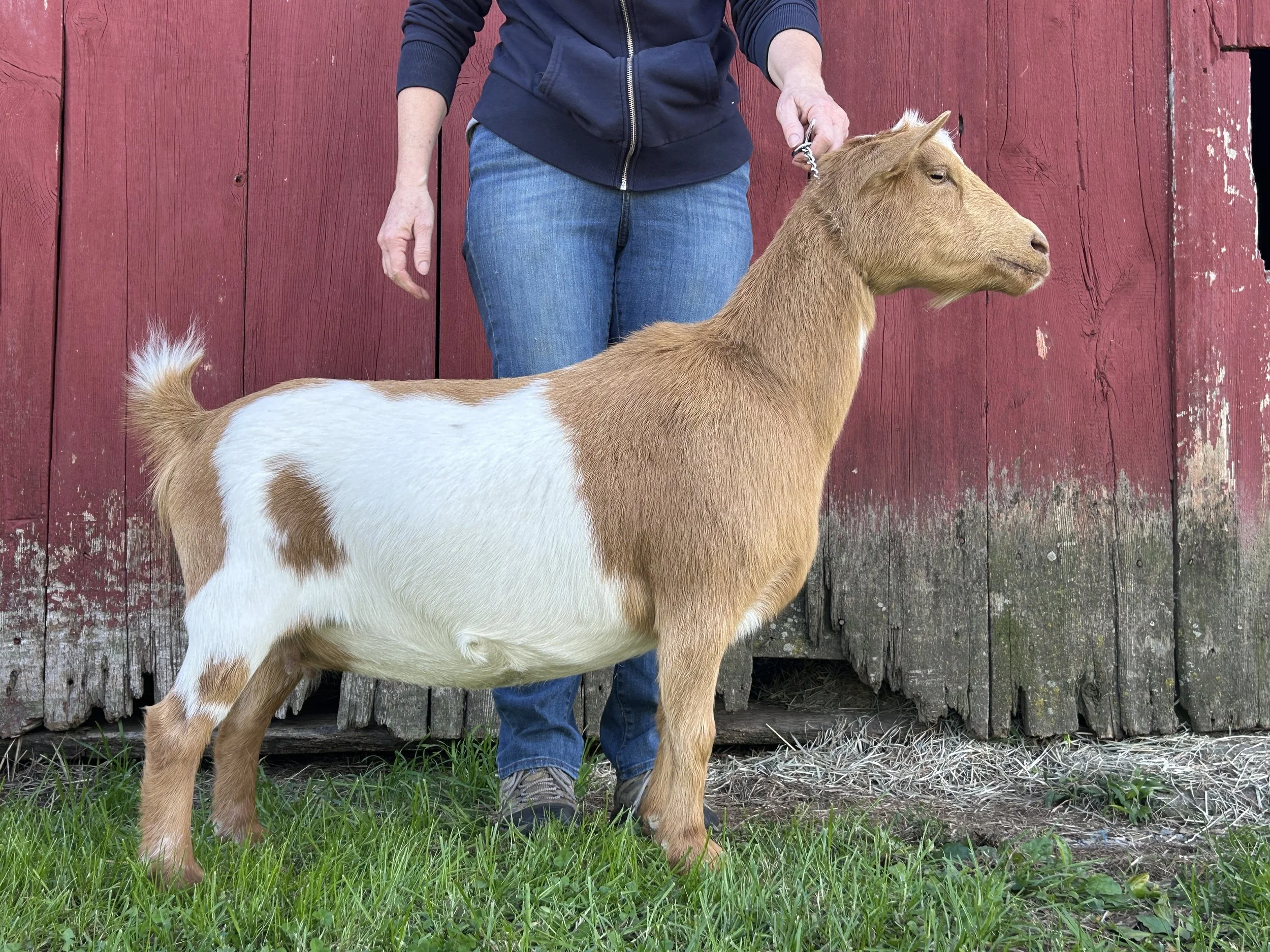 Goldie, 4 yrs old, dry