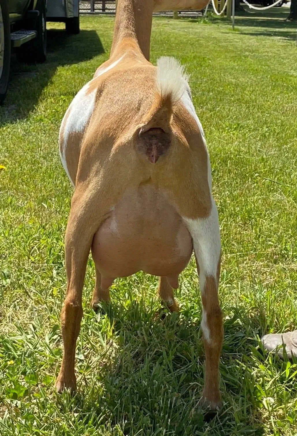 goldie+udder.jpg