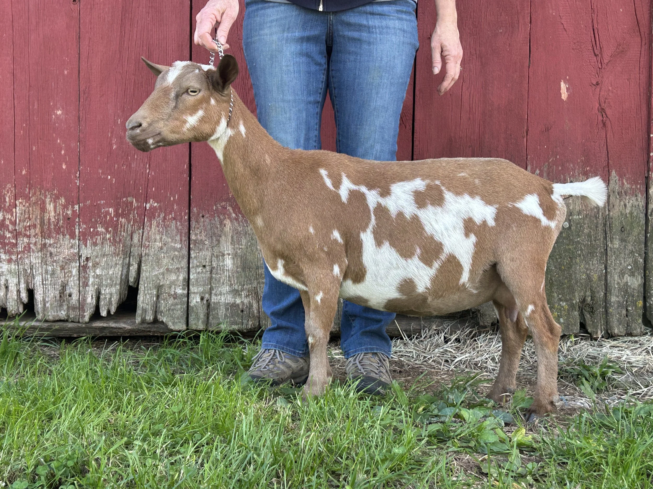 Mimi, 2 yrs old, 2F, milked out