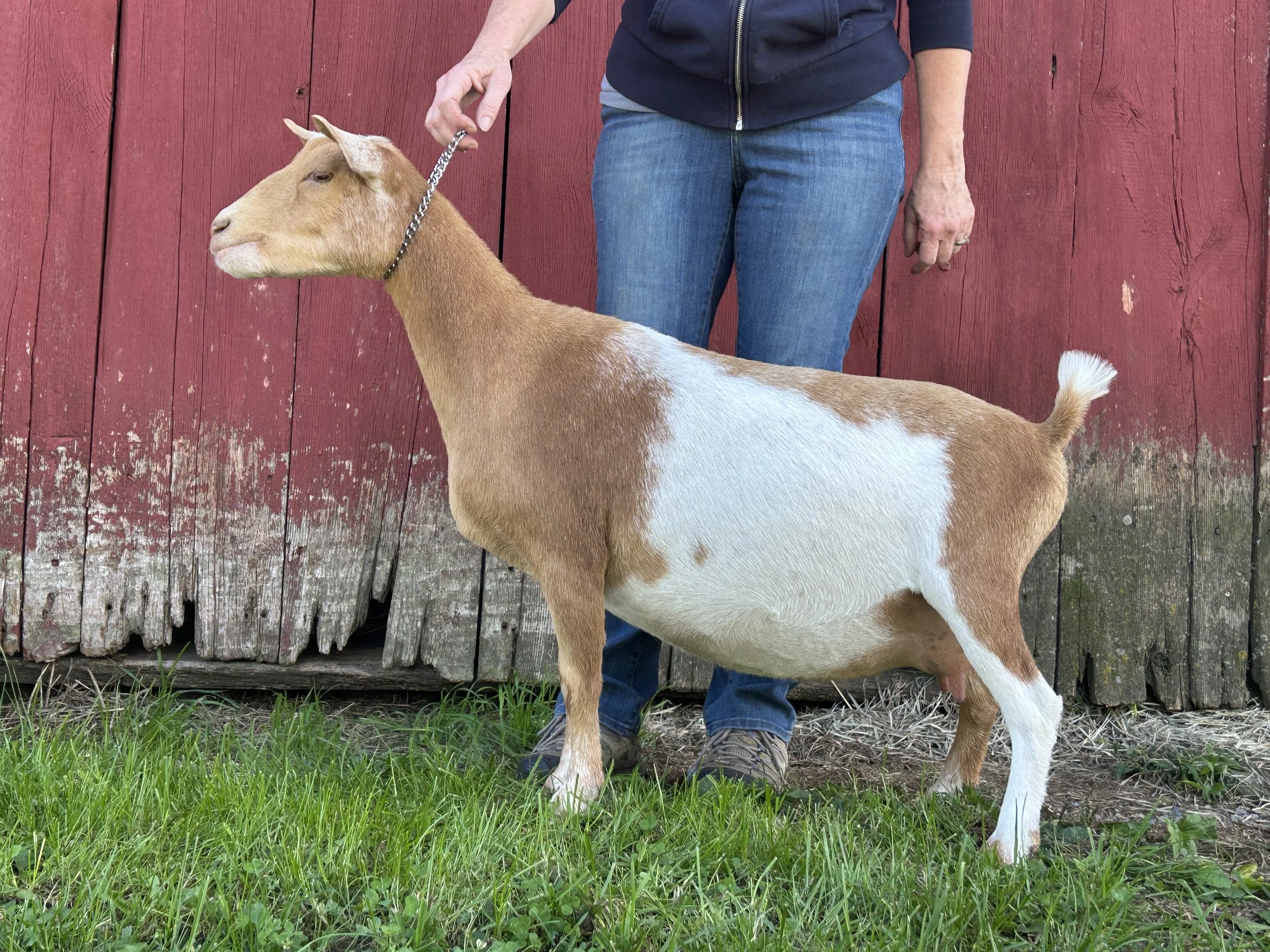 Charmer, 2yrs old, FF, milked out