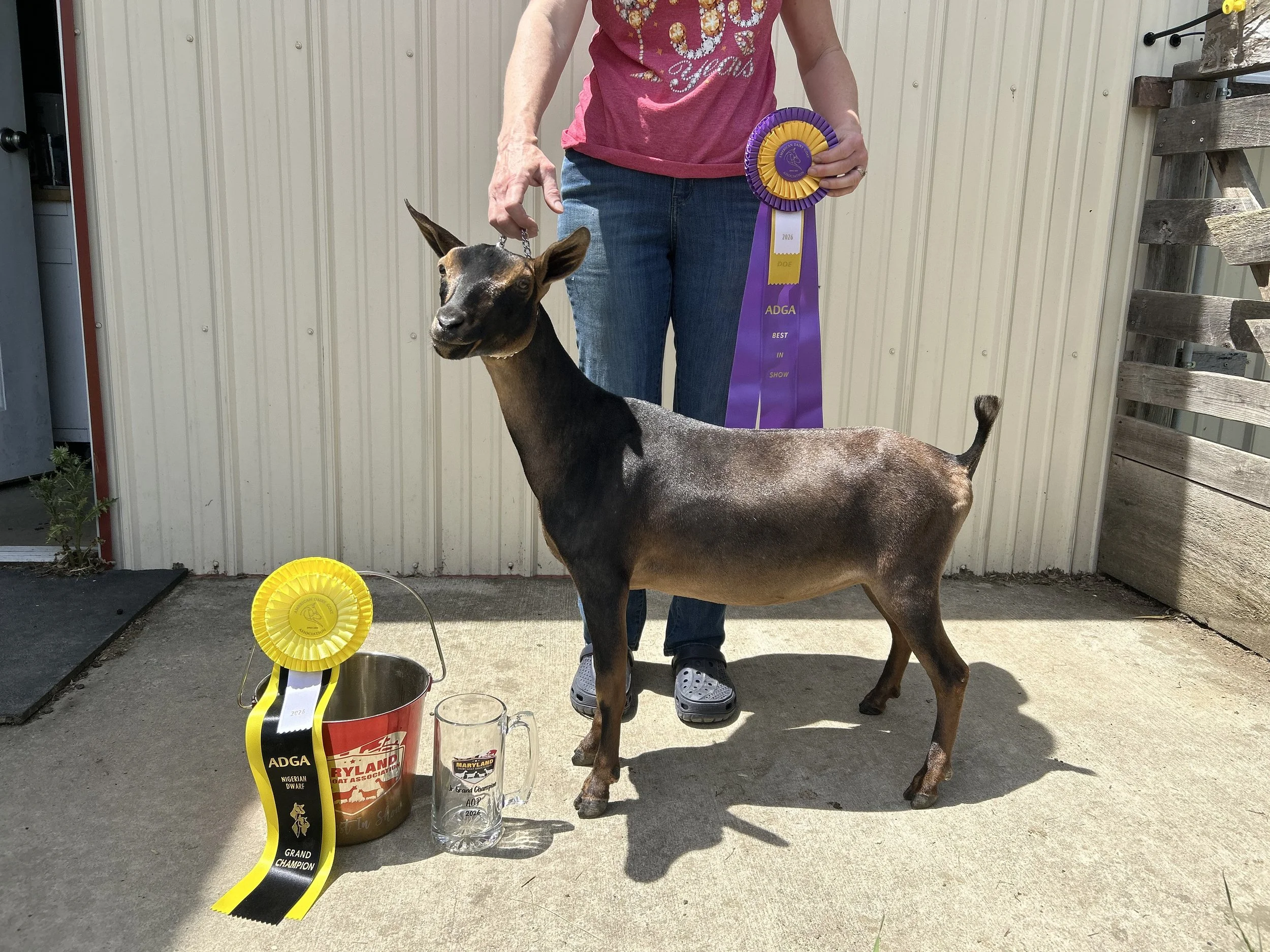 Brownie, Best Junior Doe In Show