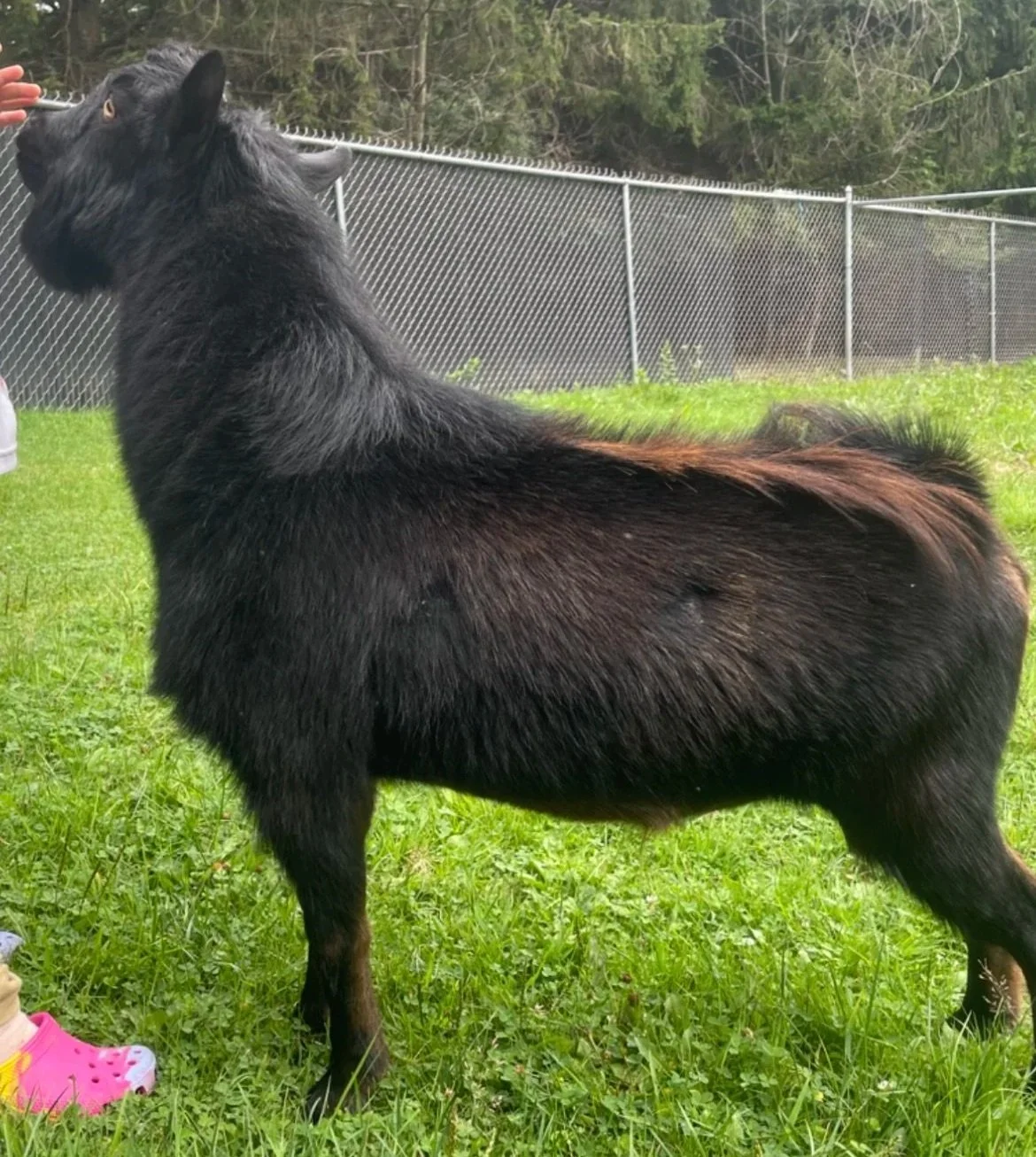 Sire - pc Sugar Mountain Goats