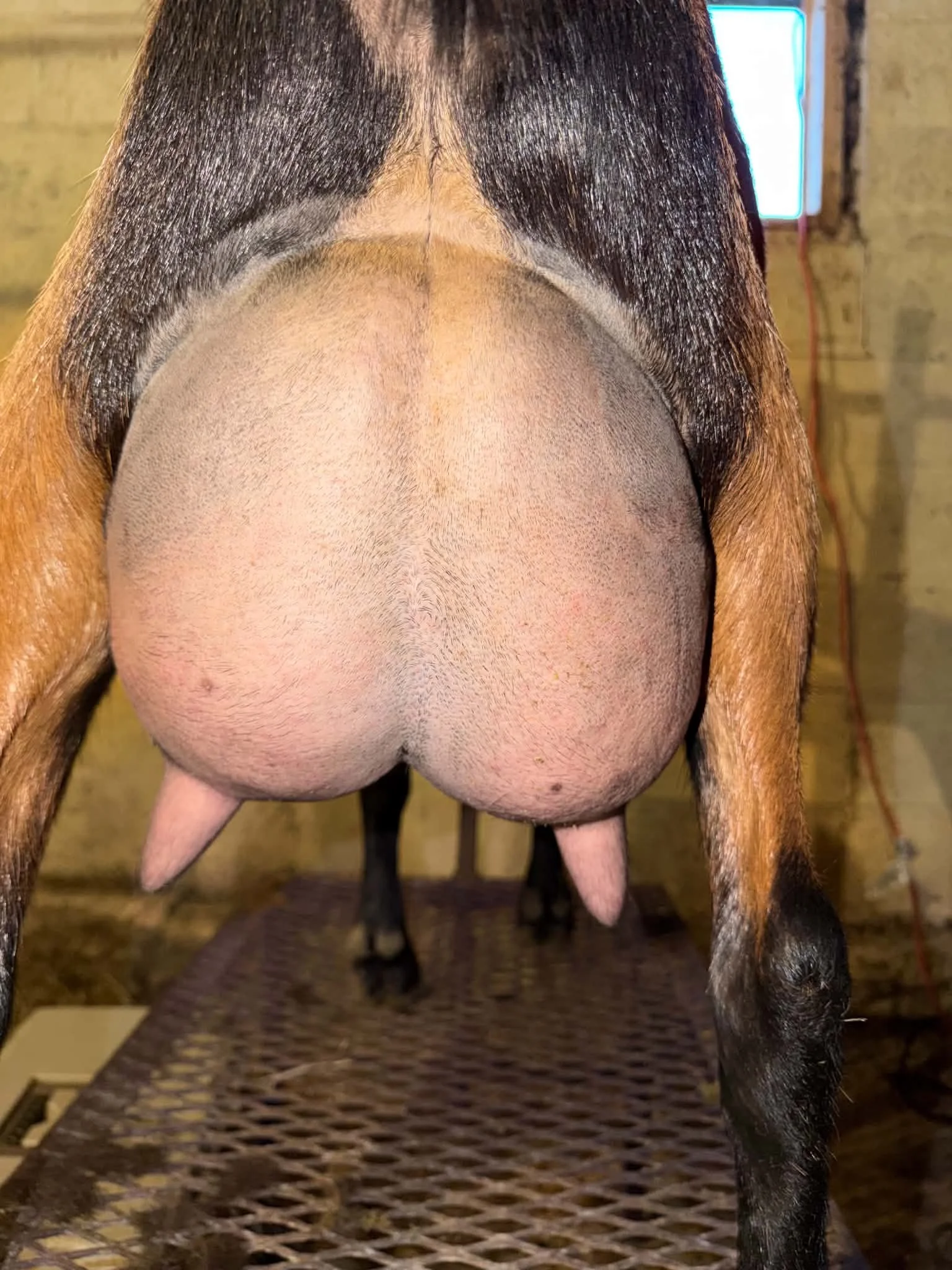 Dam - PC Sublime Dairy Goats 