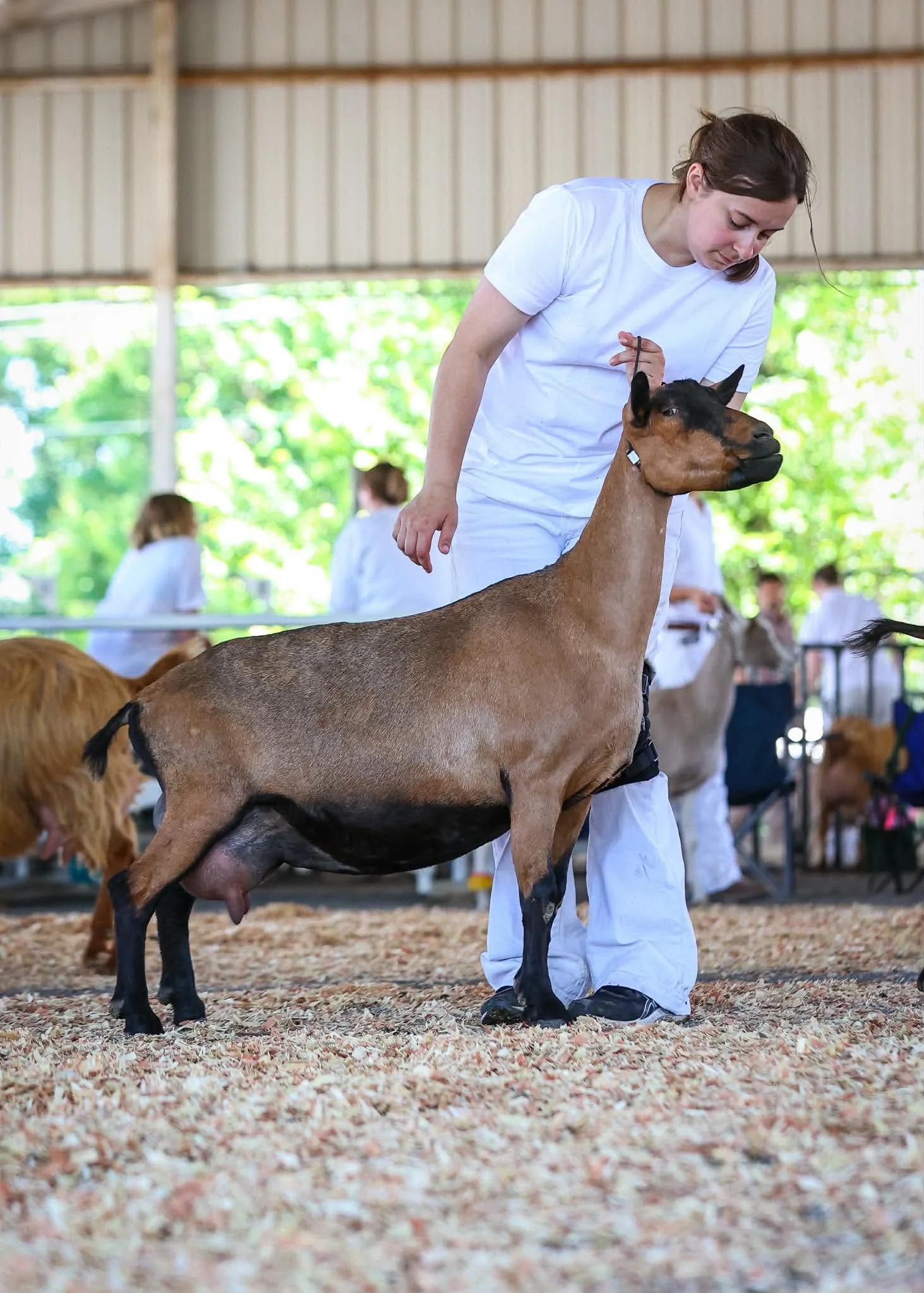 Dam - PC Sublime Dairy Goats 