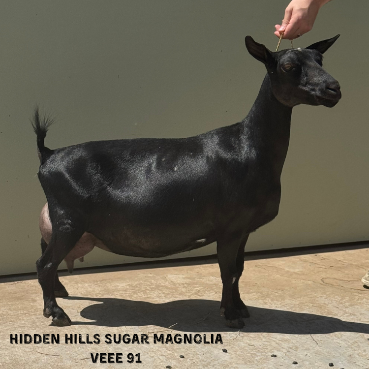 Paternal Grand Dam - pc Hidden Hills