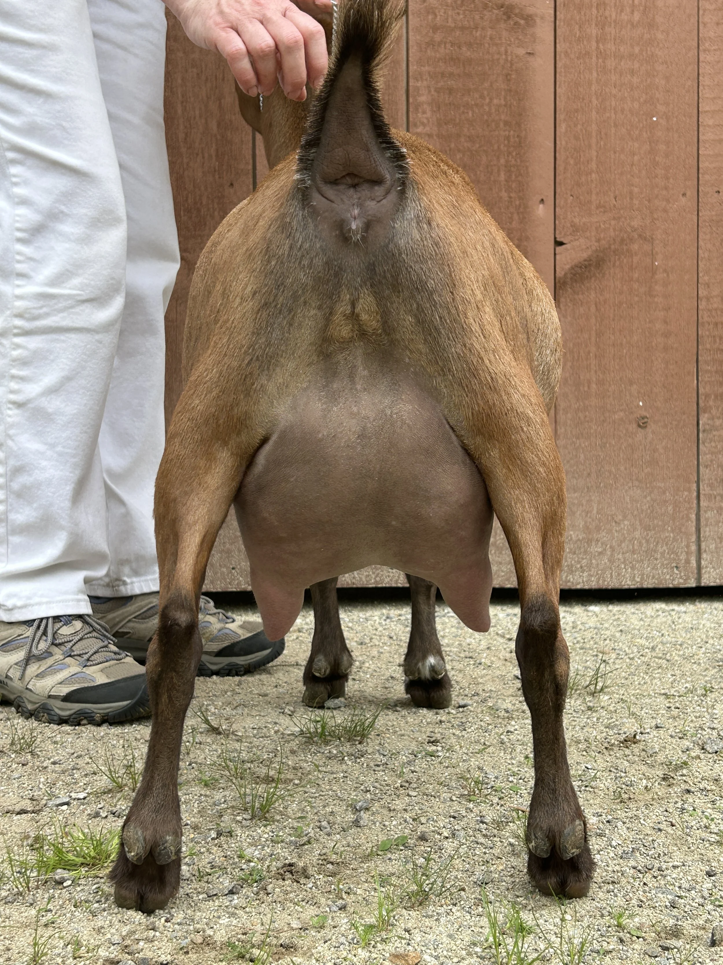 Dam