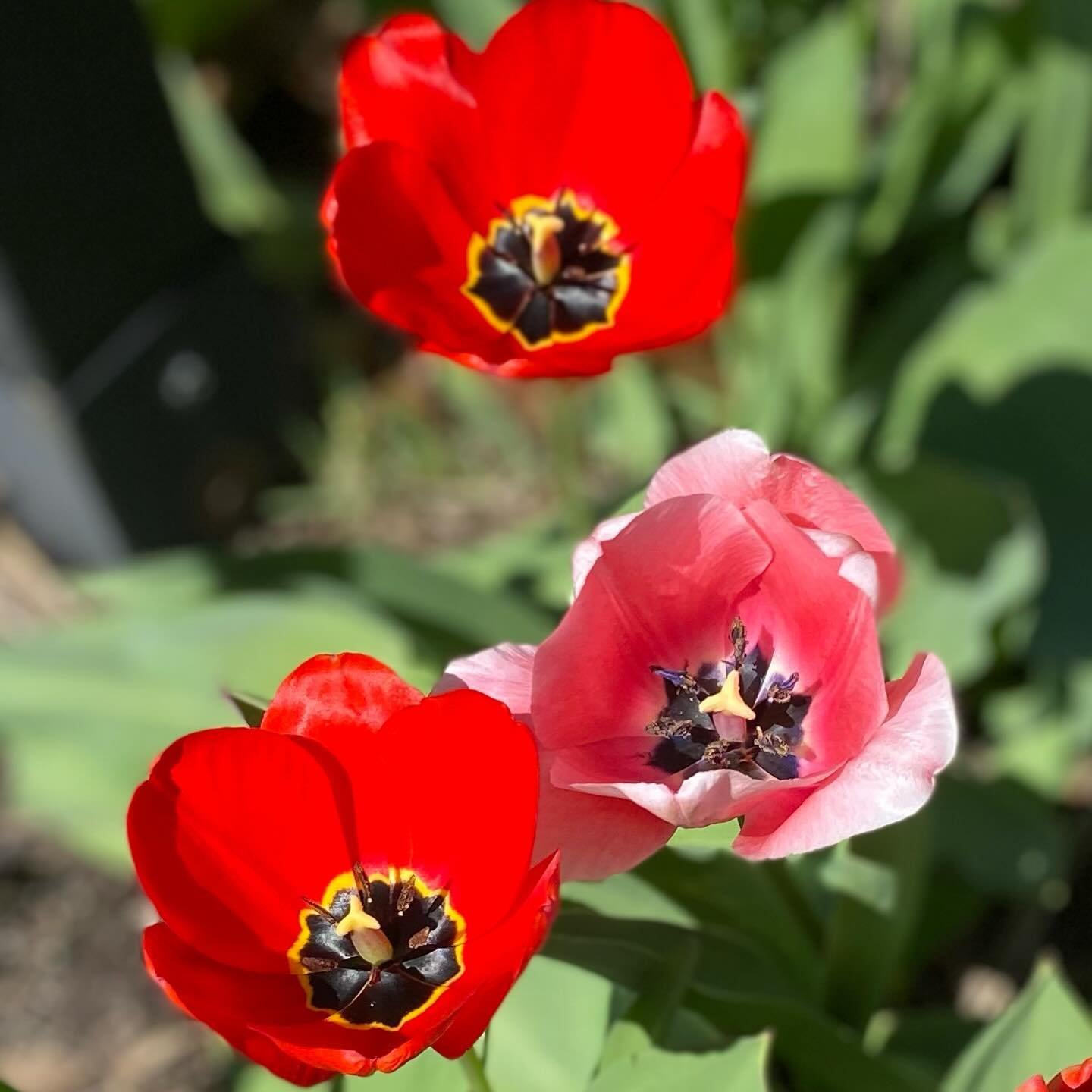 Spring tulips bring so much joy and delight!  We have hope that warmer days are coming and with them, more flowers!! 🌷🌷🌷🌷🌷🌷🌷🌷🌷🌷🌷🌷🌷🌷🌷🌷🌷🌷🌷🌷🌷🌷🌷
#clegarden #flowers #flowergarden #flowermedicine