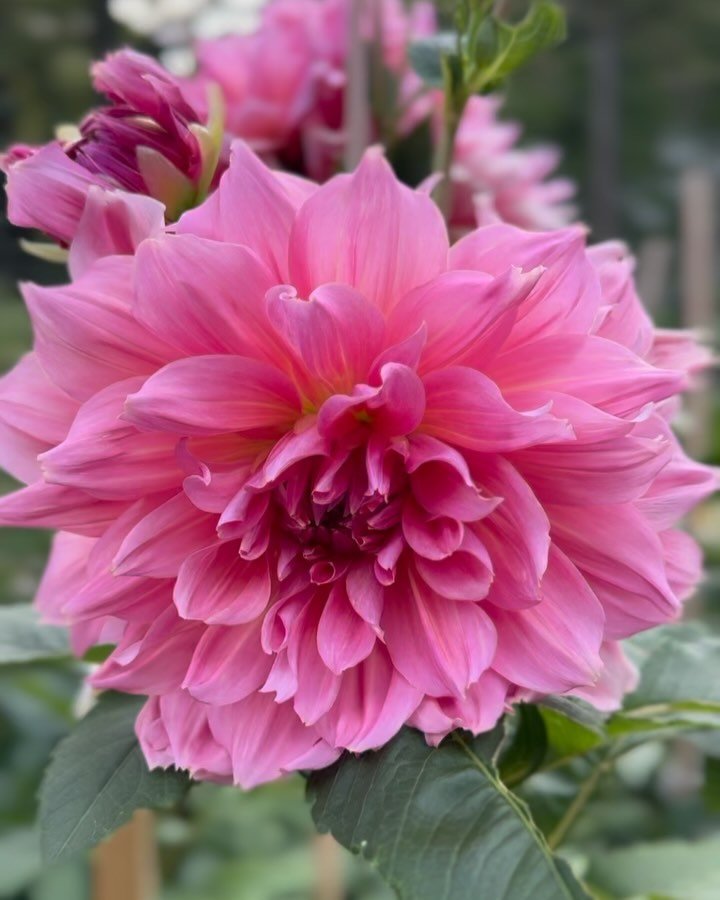Dahlias!! 

#flowers #flowergarden #flowerhealing #floweressences #clegarden