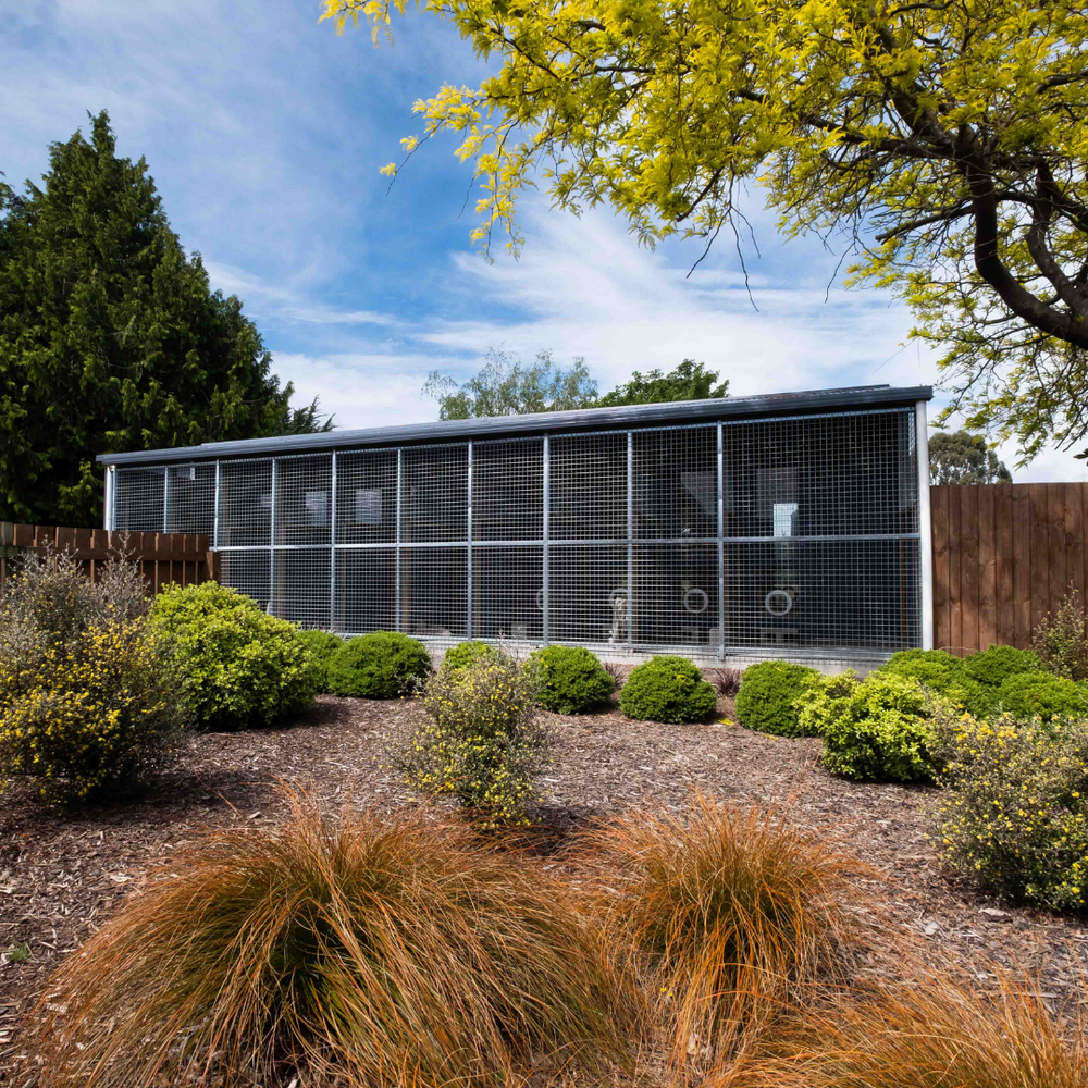 Woodend cattery