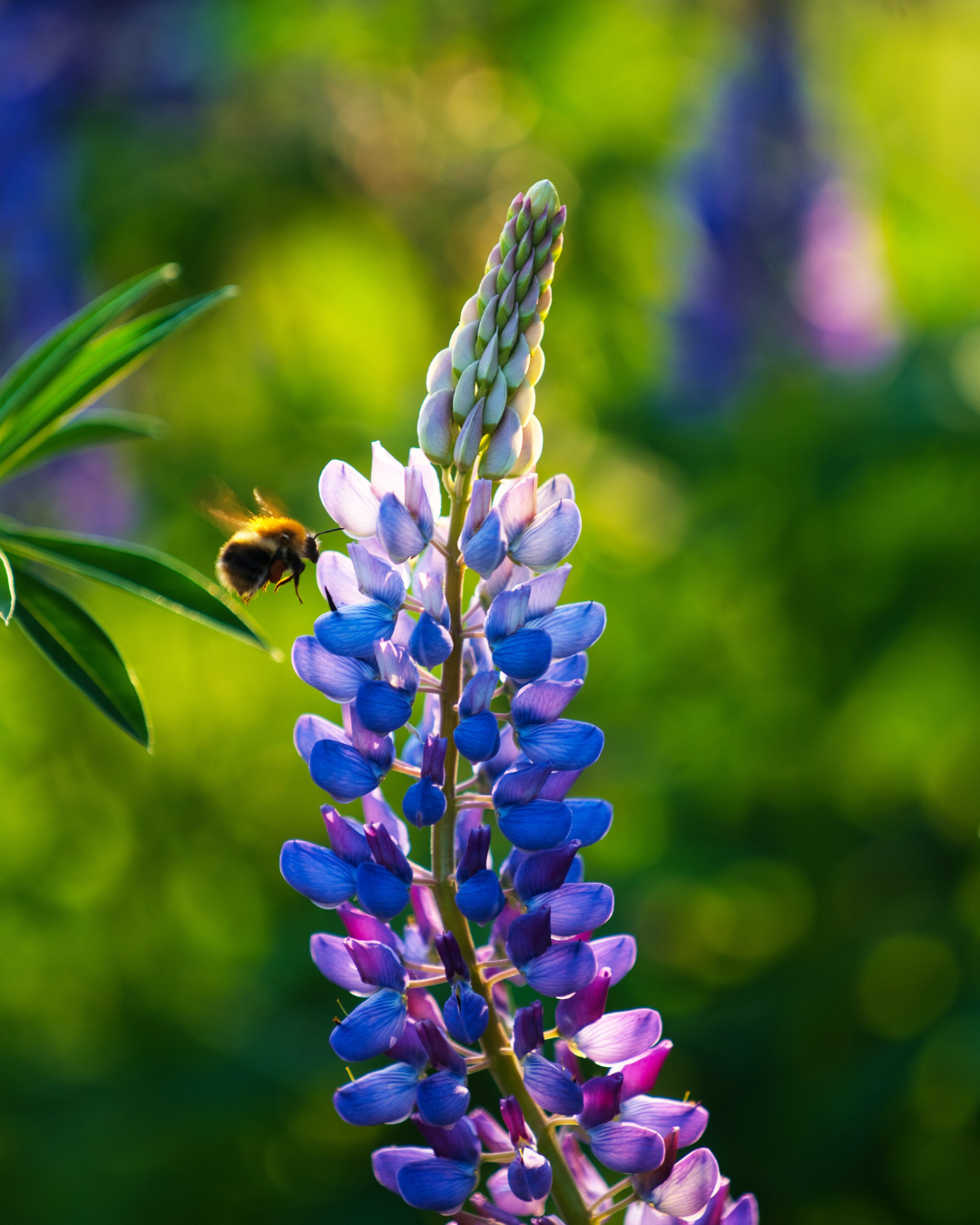 Untitled design (8).png