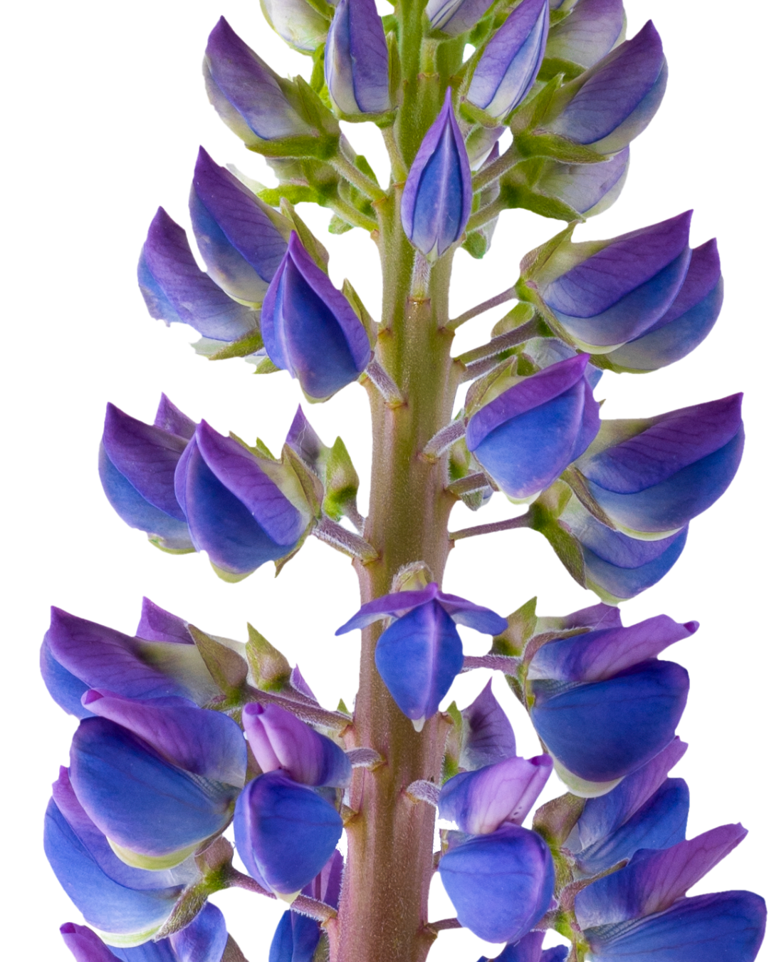 Untitled design (7).png